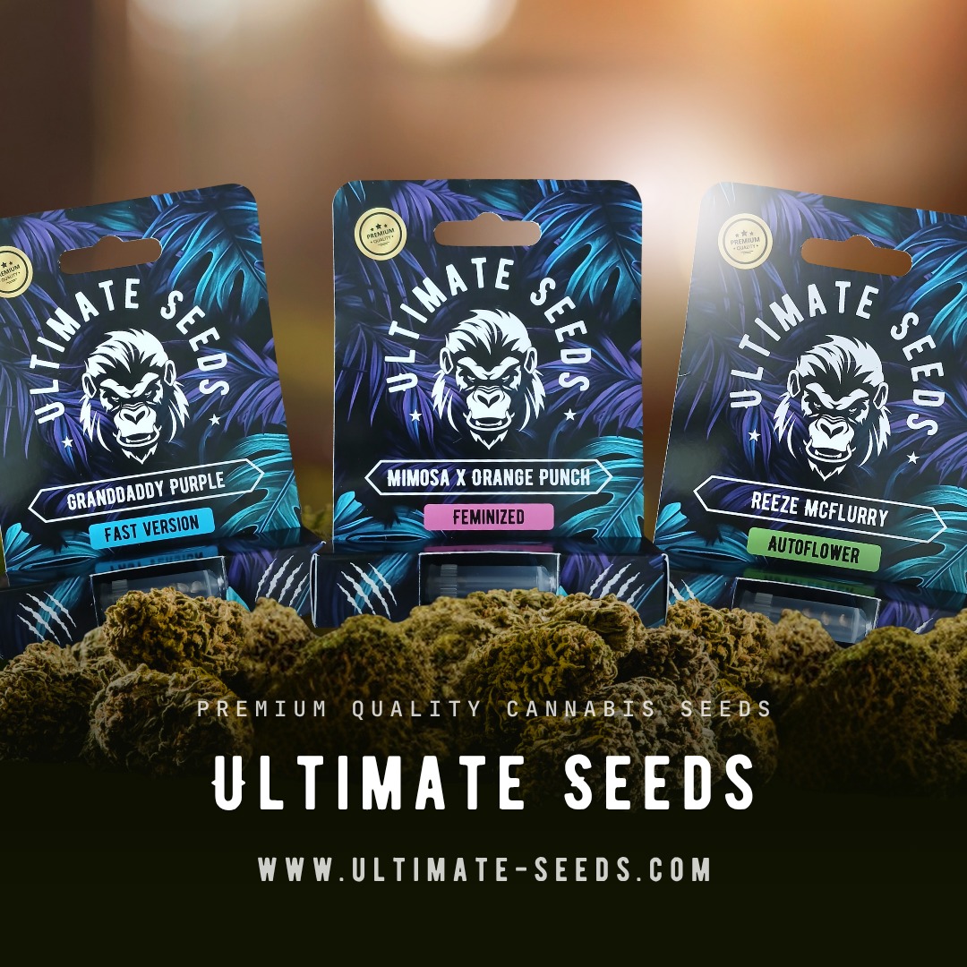 Are you still wondering why Ultimate Seeds is the best choice for you?🌱🌱🔥🔥🔥
1. Original Strains – We offer only authentic, original cannabis varieties, ensuring you get the real deal.
2. Strong Genetics – Our seeds come from some of the best, most robust genetics, guaranteeing strong plants with high yields.
3. Proven Quality – Our seeds are handpicked based on proven performance, ensuring you always get top-quality results.
4. Worldwide Shipping – No matter where you are in the world, we ship our seeds globally so customers everywhere can benefit from our products. (of course only to countries where it's allowed)
5. Over 100 Strains to Choose From – With over 100 different cannabis strains in our collection, there's always something that suits your preferences and needs.
6. Discreet and Reliable – We take care of packaging and shipping with discretion and reliability, ensuring your order arrives safely and discreetly.
7. Unique and Rare Varieties – From classic favorites to unique and rare strains, we offer a wide range of options for all kinds of growers.
🍀