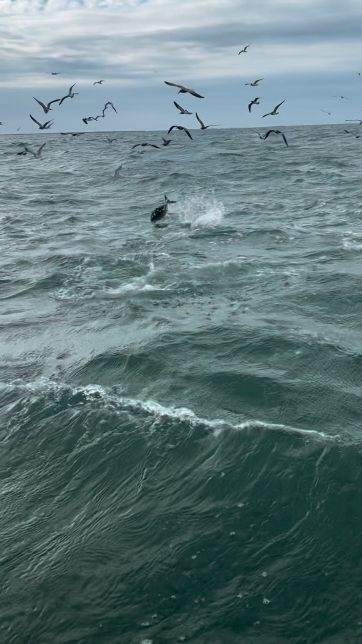Bonito blitz in slow-mo for your viewing pleasure 🎥🐟🔥 #jaxcharters #capecod #fishing #bonito #fish #capecodfishing #capecodfishingcharters #capecodphotography
