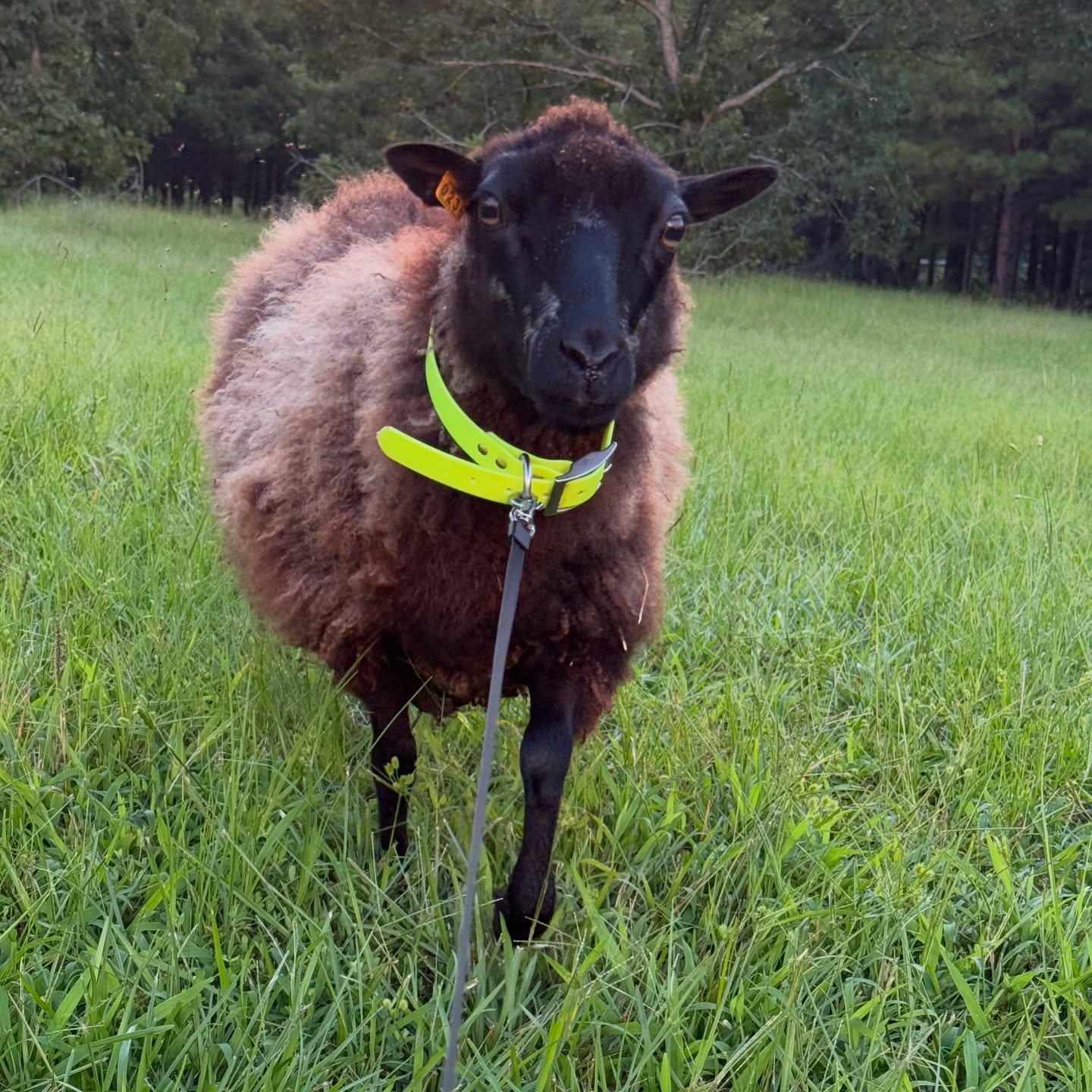 Clove came out with the goats for an evening stroll outside the pasture. She did amazing on the leash and enjoyed doing some weed eating for me. Of course the girls all love Daddy…he freely gives head scratches and cookies.
#shetlandsheep #nubiangoats #farmlife