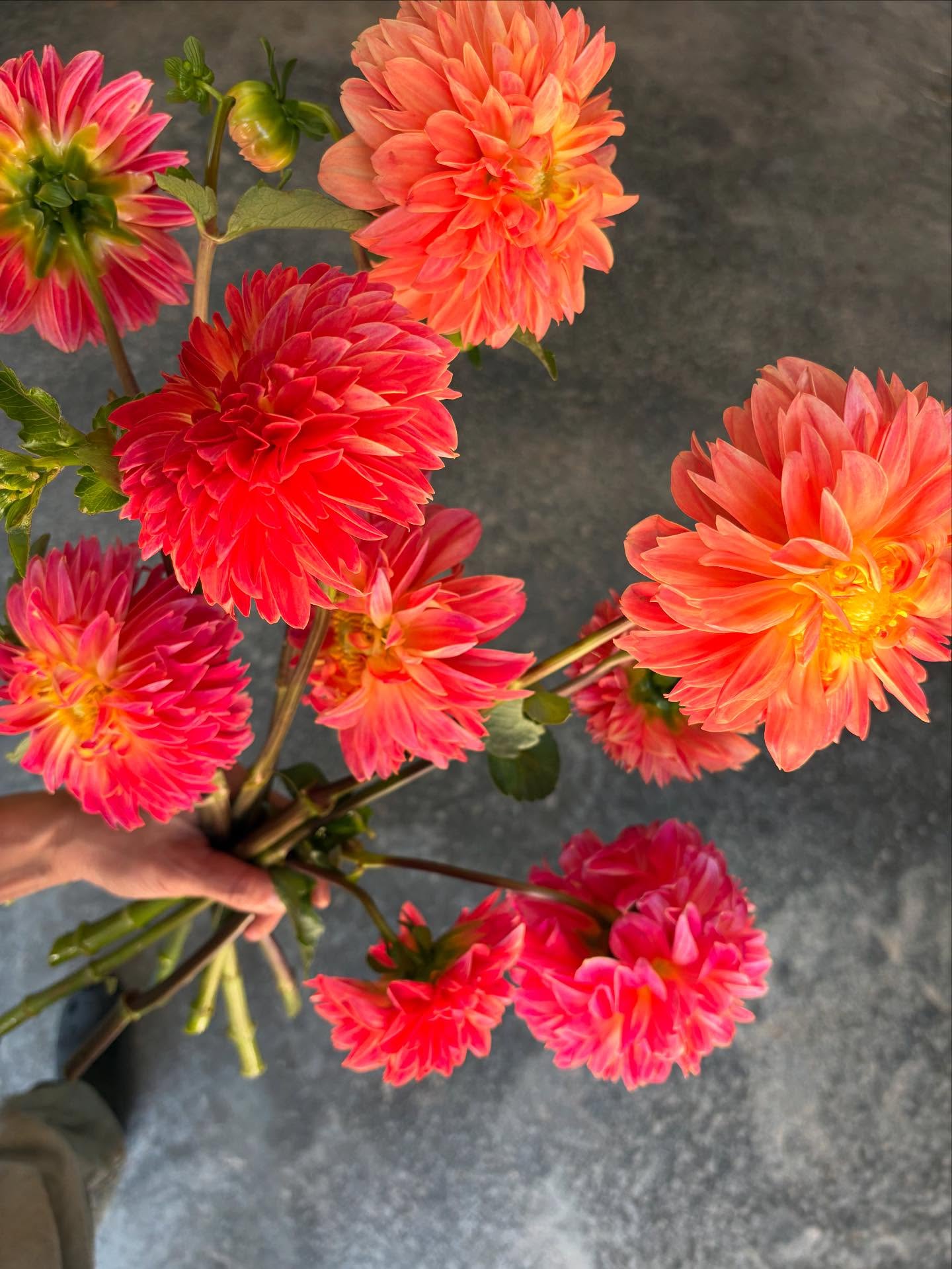 Good morning Florists! Today we are launching a ✨NEW✨ system for ordering your flowers from us. Here’s the scoop ~
We wanted to make it easier for you to order on a regular basis. The new system will be an easy-to-use online storefront with a shopping feature! 🛒 The storefront will still be sent out as an email each week but in lieu of the usual list you’ll see pretty pictures of our product availability with visible prices. We hope this simplifies the process for everyone and we are grateful that it signifies new growth for our farm! 🌱
That said we do still LOVE to communicate with you about your floral needs! Please don’t ever hesitate to email us with any questions or special requests. 👨🌾
If you’re not one of our regular florists but you want IN on this virtual floral shopping experience 🍭 email us at orders@peachhousefarm.com to set up an account!
#farmfreshflowers💐 #locallygrownflowers #organiclygrown #floristsofinstagram