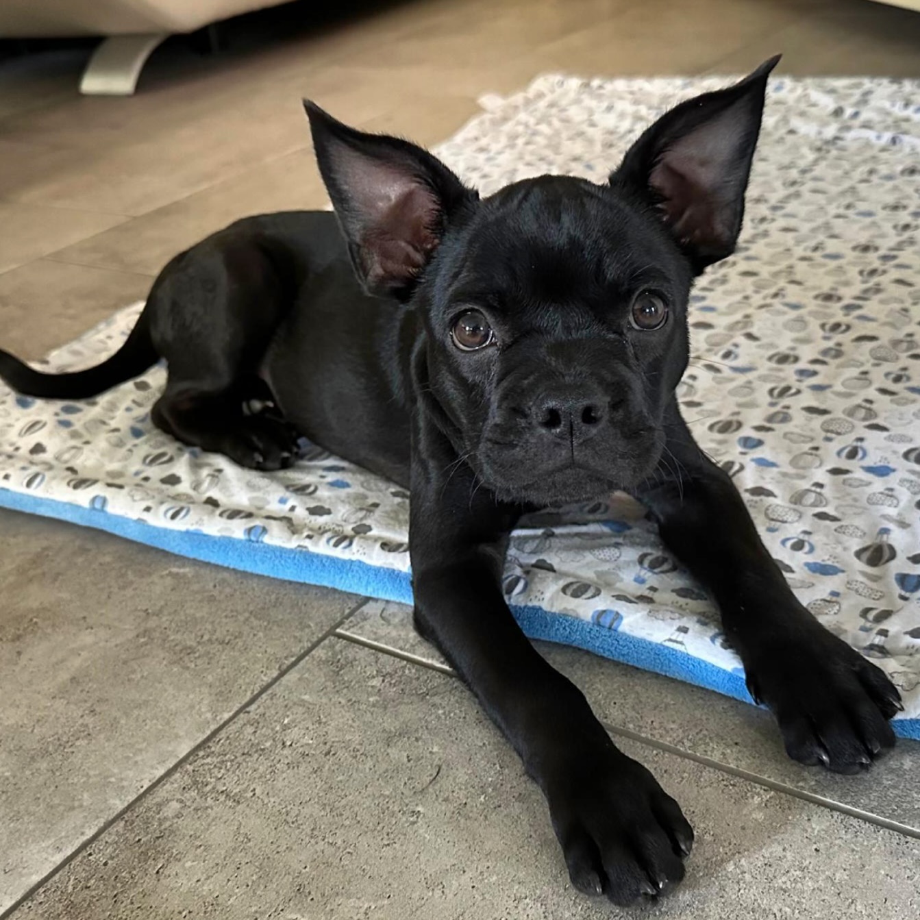 Nero 😍❤️
Ein traumhafter #Nachzuchtrüde mit zeitlosem, elegantem Fellkleid in der Farbe black solid.
Ein wunderschönes, lackschwarzes Juwel 🥹🖤✨
Nicht nur optisch ein Hingucker, er glänzt auch gesundheitsgenetisch und zeigt wohin die Reise geht und meiner Meinung nach definitiv gehen sollte. 👆🏻
#alphabully #CDDYfree #retrofrenchie #huskyfrenchie #sportlichebulldogge #französischebulldoggen #bulldoggswithnoses #bullymitnase #healthyfrenchie #frenchiesofinstagram #sportlichefrenchies #nasenbär #französischebulldogge #französischebulldoggedeutschland #französischebulldoggeschweiz #bullysmitnase #frenchiebreeder #bulldoggezüchter