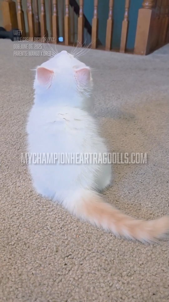 This is Luffy, a cream bicolor Lynx ragdoll male kitten. Interesting fact about his genetics, he carries chocolate!
This boy will be moving to his forever homes in FL.
Im absolutely in love with the red colors varieties of the ragdoll breed. Im happy I get to work with Ragdolls and watch these kittens grow. Please let me know in the comments if you also find these, not as common, reds! My little carrot tops. 🤗 My mother use to call my sister when she was a baby. Used as a word of endearment in my case.
Find Luffy's remaining siblings available on my website.
🌐 MyChampionHeartRagdolls.com fill out my required pre screening questionnaire. Email completed form to
📧 MyChampionHeartRagdolls@gmail.com
Follow to keep track of kittens and share to support our goal to rebuild our account. Goal 1000 followers! 🙏
#creambicolorlynxragdoll #creambicolorragdollkitten #redragdollkitten #redbicolorragdollkitten #flamepointcat #MyChampionHeartRagdolls #火焰布偶 #稀有色布偶猫 #奶油布偶 #玳瑁布偶 #布偶猫繁育 #布偶猫 #萌宠日常 #宠物分享