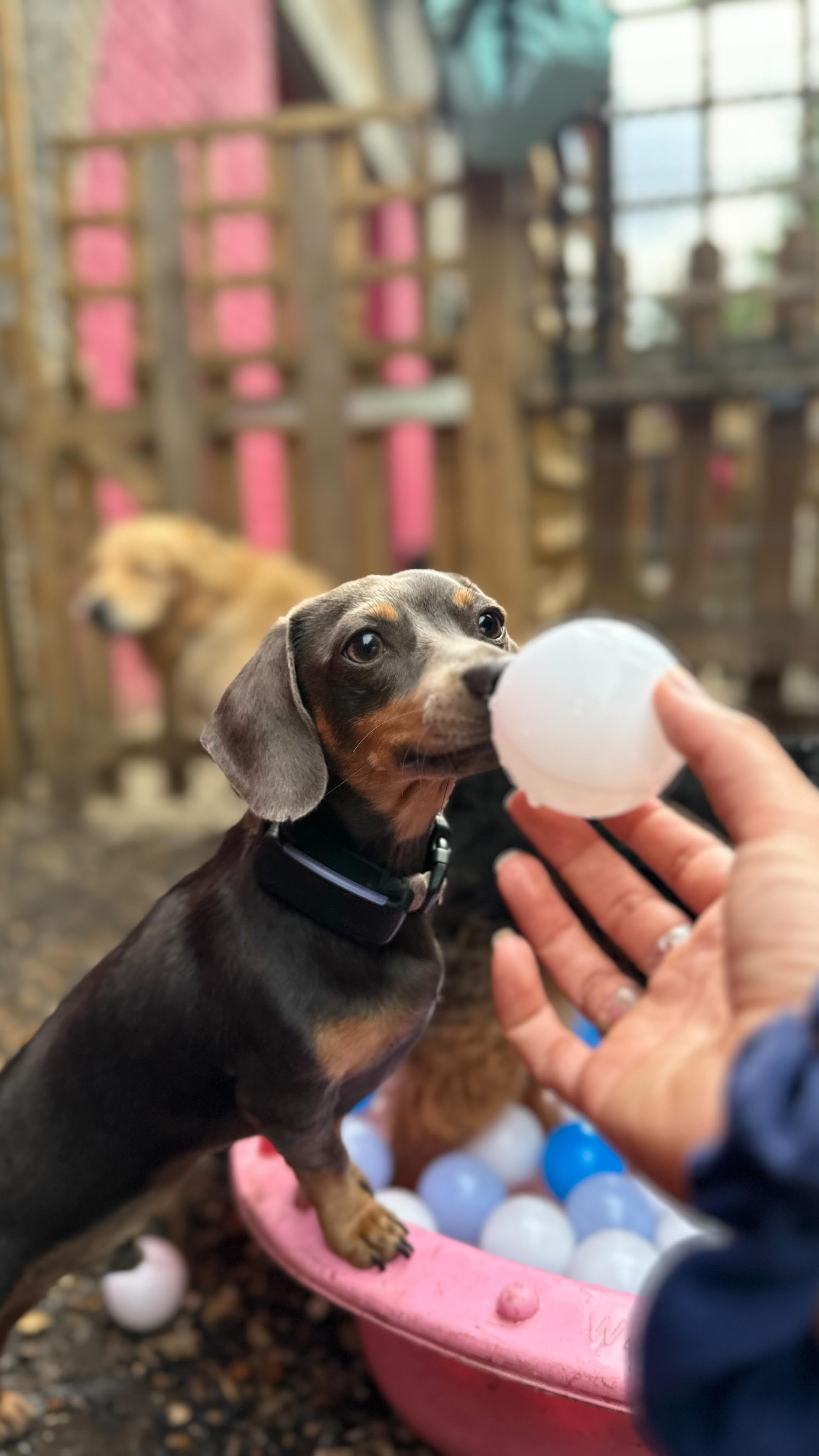 Tuesdays at daycare 🐳 - Buddy bought his fav thing for all his friends! 🔵🎾⚽️⭐️
#poolparty
#ballparty
#happydogs
#sunshine
#waterdogs
#dipinthepool