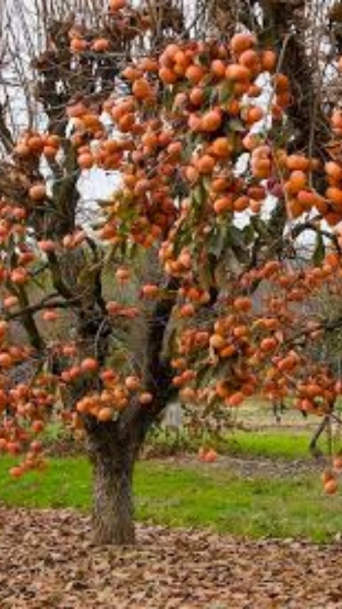 “When life gives you a Fuyu persimmon tree… you grab the BIGGEST garbage can on wheels and say, ‘Welcome home.’ 😂 Who needs fancy pots when you’ve got oversized trash-to-treasure gardening hacks? Especially because these beauties don’t overwinter well in zones 5 or 6 ❄️🙅♂️… so yes, my persimmon now has a mobile mansion. 🚛🍊 Stay tune for updates!
#GardenHacks #PersimmonPower #TuBloom #tubloom #ContainerGardening #GrowYourOwn #GardenGoals #DIYGarden #FruitTreesInPots #GardenComedy #PlantParentsUnite #RollingGarden #PersimmonLove #TrashToTreasure #PlantLife #GardenObsessed #GrowSomething #HorticultureFun #FuyuPersimmon #GardenHumor #CreativeContainers #GardenGlowUp”