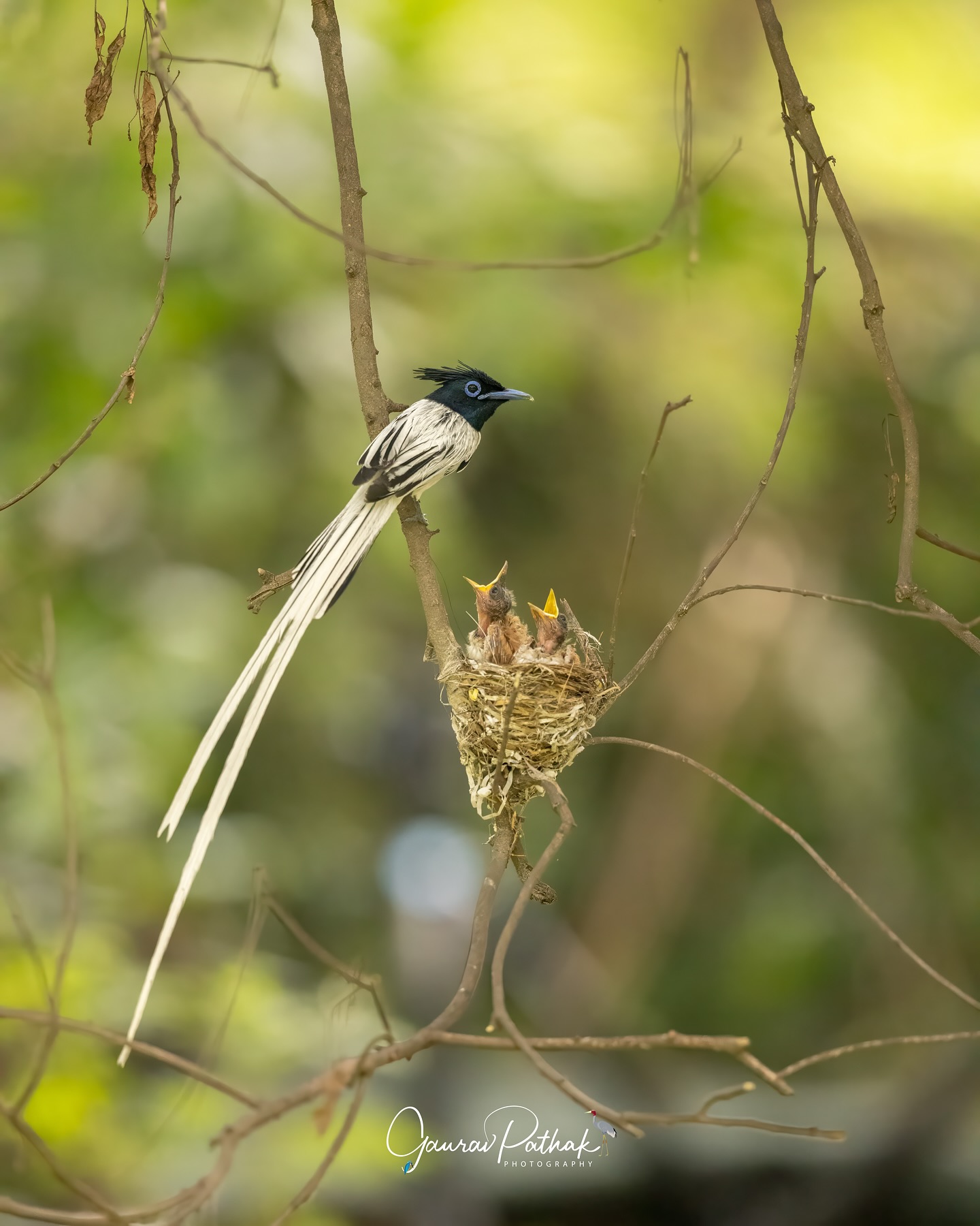 Asian Paradise Flycatcher (Terpsiphone paradisi) – Just above eye level, tucked into a quiet fork of branches, a pair of flycatchers worked in steady rhythm. The male—a striking white morph with trailing tail feathers—arrived first, delivering food with sharp precision. The female followed moments later, rich chestnut and equally focused.
No drama, no fuss—just the quiet choreography of parenthood. Back and forth, feeding their chicks with the kind of patience that speaks louder than song.
.
Location - Gurgaon
Shot on Canon R5
Canon RF600mm F4 L IS USM
ISO 10000
f/4
1/2000s
.
#canonrf600mmf4 #animalplanet #kings_birds #bbcearth #birdphotographers_of_india #bbcwildlifepotd #best_birds_of_ig #birds_captures #bestbirdshots #bird_brilliance #birds_adored #canonasia #canonedge
#capturedoncanon #birds_nature #discoverychannel #discoverychannelindia #earthcapture #canwithcanon #photoscapeofthemonth #morebirdpics #natgeoindia #natgeoyourshot #nature_brillance #ssptalenthunt #nuts_about_birds #planetbirds #raw_birds #your_best_birds #yourshotphotographer