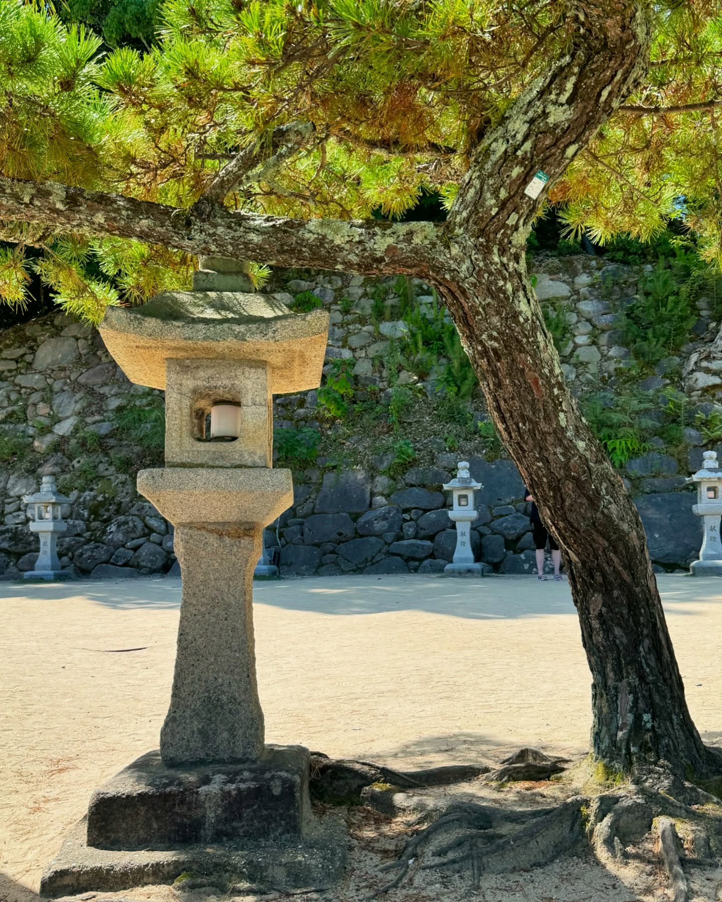 Why is Japanese landscape design is so striking? Itās the contrast of materials/elements (stone vs plants vs water), tree forms, various heights, and different textures (smooth vs spiky), all coming together to create one cohesive design.
šÆšµ
Yes, itās possible to create a Japanese inspired garden that uses CA native plants and/or low water plants. Ask us more in your free 30 minute phone consultation.
.
.
.
#landscapedesigners #japaneselandscape #bayarealandscapedesign #traveldesign