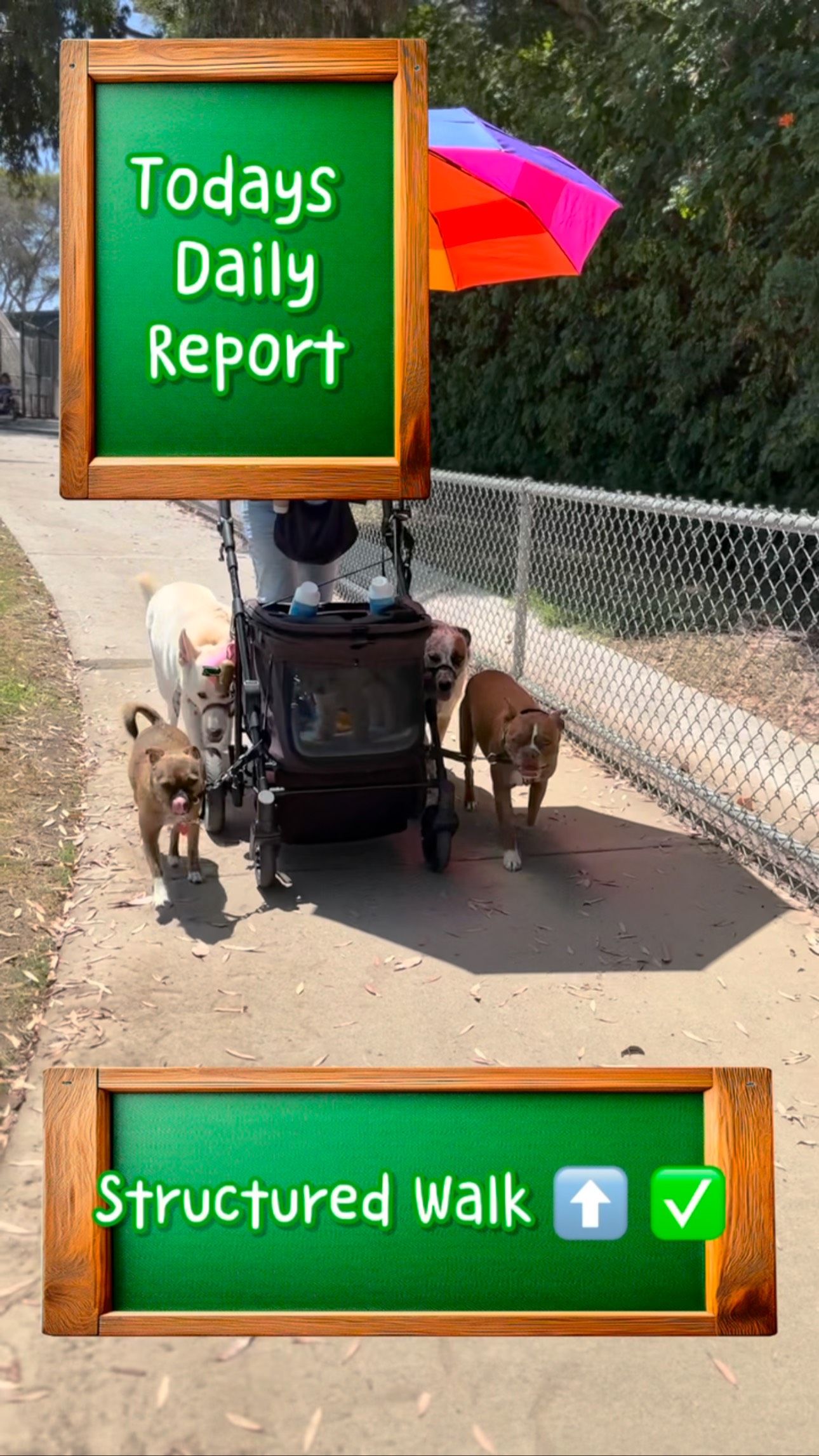 Rollin’ with our canine crew! Who needs a car when you’ve got a stroller and a rainbow umbrella? 🌈🐾 #SquadGoals
#DoggyParade #FurFashion #PetPals #daycareplustraining #trainingfordogs #trainingisfun❤️🐾 #dogtrainingforfun #funtraininggamesfordogs #traininggame #StrollGoals #RainbowVibes #pawtytime🐾