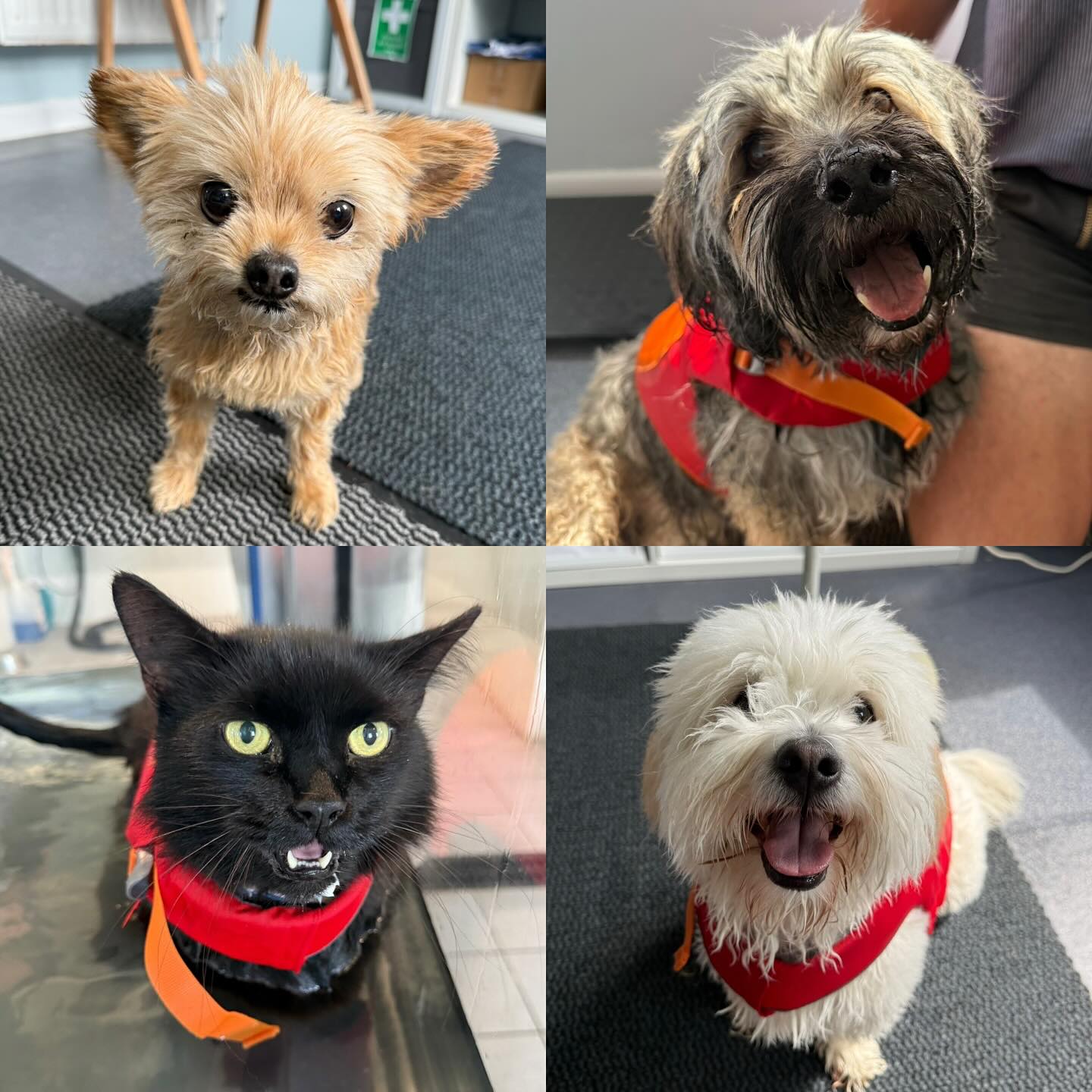 Please welcome all of the new faces that have started with us in the last couple of weeks. 🐶🦴
Page 1
Bonnie (Yorkie x Chihuahua) Right Quadriceps Atrophy and Patella Luxation to RH and Prev Surgery
Bertie (Tibetan terrier) Ataxia
Noodles (Cat) Possible OA
Kobe (Coton De Tulear) T11 – T12 hemilaminectomy
Page 2
Poppy (Labrador) Arthritis
Sedrick (Greyhound) OA/ Potential soft tissue injury LH
Juno (German Shepard) Hip dysplasia and Secondary OA
Toby (Old English sheep dog) Weakness to HLS
Page 3
Minty (Coton De Tulear) Fitness
Patch (Staffie X Terrier) DJD stifle and ossible cruciate
Bobbin (Pomeranian) Multiple chronic disc protrusions, back and neck
Bruno (German Shepherd) Fitness