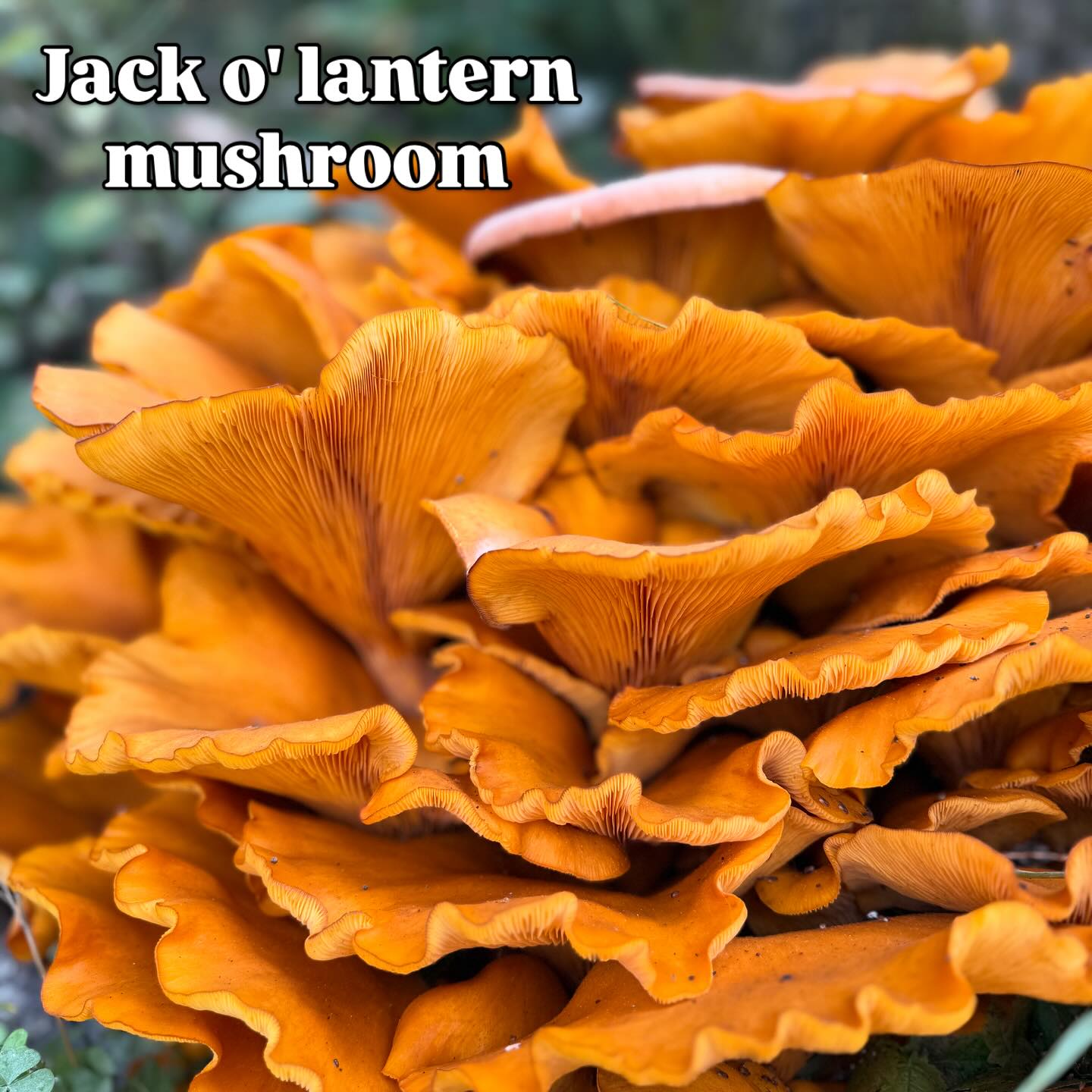 Another day in the Blue Ridge Mnts of VA. Another day to have so much gratitude ♥️
#va #blueridgemountains #virginia #animals #mushroom #views #homestead #farm #farmlife #outdoors #livelife #lovelife