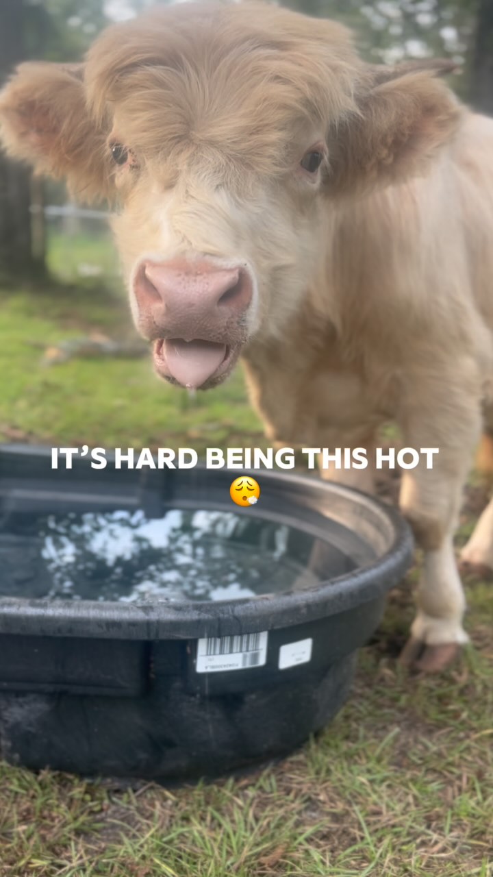 Our little cutie🔥🤭
#highlandcows #cowstagram #cowsofinsta #fluffycows #highlandcattle #highlandcowsofinstagram #cowselfie #cowlife