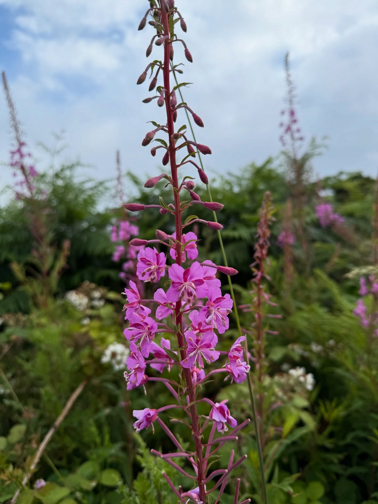 At North Ardminish seileachan frangach grows in blazing pink patches among the hills, tempting all manner of pollinators to them 🐝
🔸Fireweed or Rosebay Willowherb is one of our favourite plants to #harvest at this time of the year and over time we have gotten to know this plant intimately; growing in our knowledge of how we can honour the whole of the plant during harvesting to create tea, syrups and fibres for #weaving
🌸 While the bright pink and golden brown stems and starfish like seed heads of seileachan frangach can form fibres for weaving, their flowers and buds can be infused to create nourishing syrups
🌿 Their leaves (when fermented) create an enriched tea which nourishes the digestive, circulatory and immune systems in the human body. The prefect addition to a hot and dry summer on the #isleofgigha
📸 Blossoms and seeds lovingly carried with a bag from @skwalwenbotanicals featuring the amazing art of Tsleil-Waututh artist Ocean Hyland @dropletfromthesalishsea 🤍
.
.
.
.
.
▫️#gaidhlig #explorescortland #visitgigha #plantlovers #farmers #hiddenscotland #flora #landscapelovers #wellness #plantmedicine #indigenousarts #islandlife #WildlifeScotland #basketry #edgelands #lovetheland ▫️