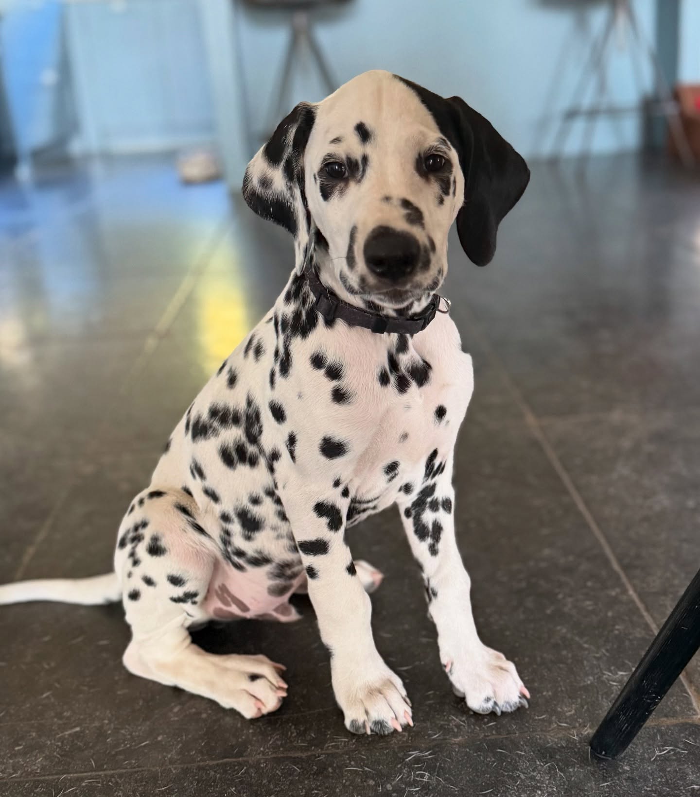 Vandaag is dan ook het laatste pupje naar zijn nieuwe huisje gegaan.
Confident Odin My Spotted Heart Dream aka Frenkie😍
Gelukkig blijft Asta bij ons, want anders zouden we toch wel erg last hebben van het lege nest syndroom 😉
Mae was weer een fantastische moeder bij haar derde en tevens laatste nestje. Zo ongelofelijk trots op haar!🥰
#meteenlacheneentraan #kleinepupswordengroot
