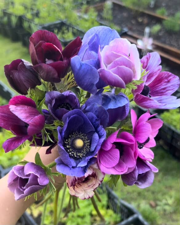 Fall Vendor- Midnight Magic Garden
A charming urban flower farm committed to delivering stunning, locally grown blooms to Vancouver, WA.
With a focus on sustainable practices, they offer exquisite bouquets, delightful dried arrangements, and an exciting DIY flower crown bar for creative enthusiasts. 🌼
#UrbanFarming #FlowerFarm #SustainableFlowers #LocallyGrown #DriedFlowers #CreativeEvents #FloralArtistry