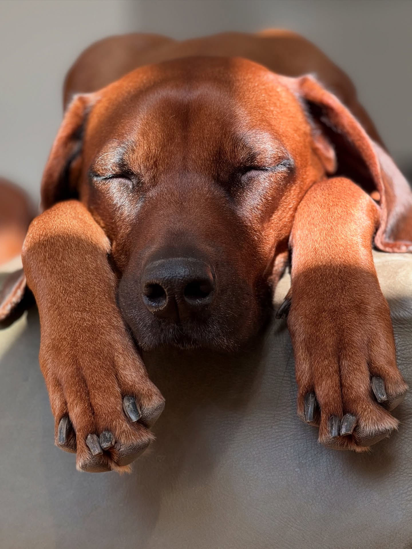 Ivy’s Wohlfühltag: Sonne auf der Nase und ein chilliger Mittagsschlaf - auch wenn Chance manchmal mit Küssen nervt, bleibt sie cool! 🐶😅 Aufstehen lohnt erst wieder wenn es Snacks gibt!
.
.
#rhodesianridgeback #ridgeback #ichliebemeinenhund #🐶 #hundeliebe