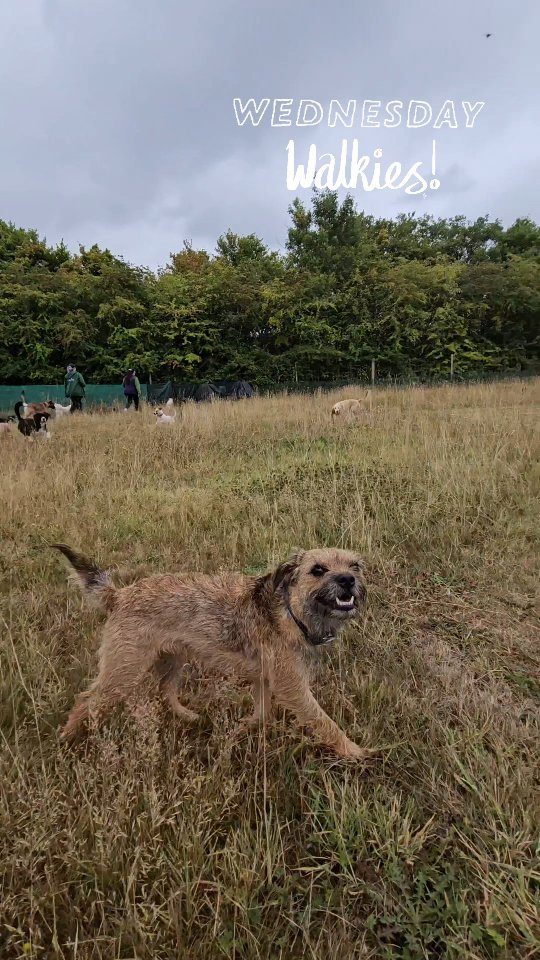 We love having a walk and a mooch around the meadow in the morning 🐾
#doggydaycareuk #bestcompany #bestfriends #pawsomedays #castledonington