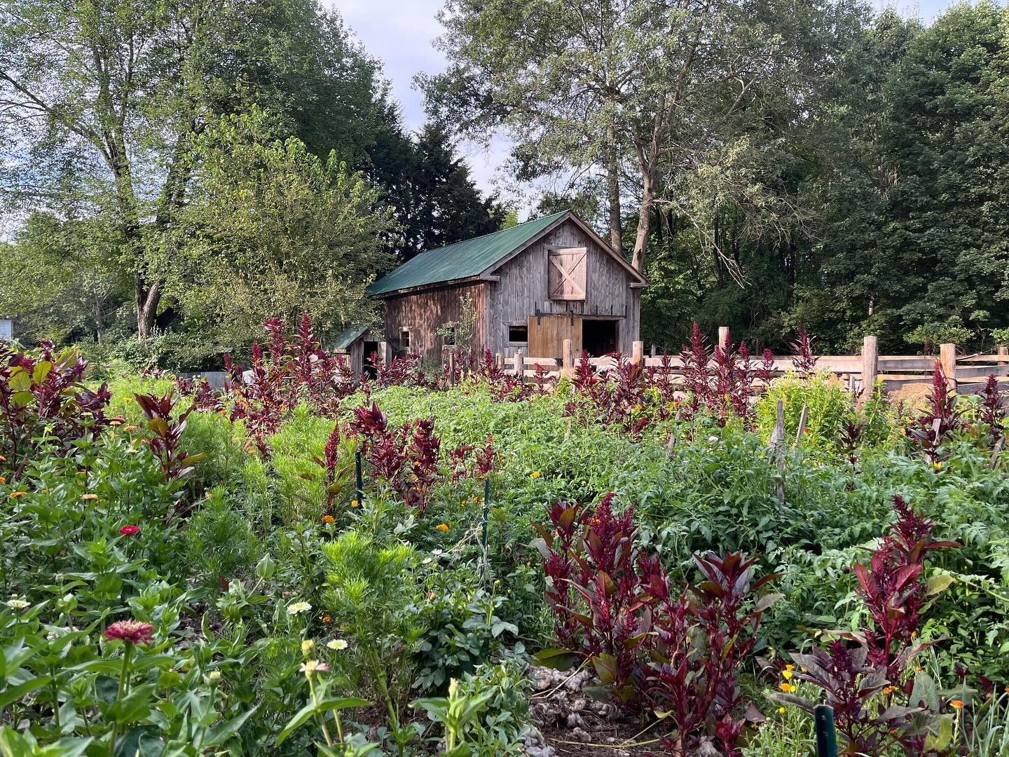 We have some exciting news!
Next thursday we will be hosting our first on farm workshop!
Come join us for a guided tour of the farm! As we stroll through the gardens and orchards we’ll teach you all about homesteading. After touring the farm and visiting with the animals we will make our way back to the barn where I’ll help you design your own flower arrangements! Refreshments and snacks will be provided.
This will be the first time we open our farm to a small group of people who want to play with flowers and learn about homesteading.
WHEN: Thursday August 28th from 6-7:30pm
HOW: $50 a person. You can secure your spot online on our website, I’ll attach a link OR feel free to message me here to secure your spot and you can pay cash or Venmo.
https://www.arcadian-acres.com/product-page/everything-flowers-and-homesteading-workshop
WHERE: at the farm 91 Back River Rd Bedford NH
♥️🌻