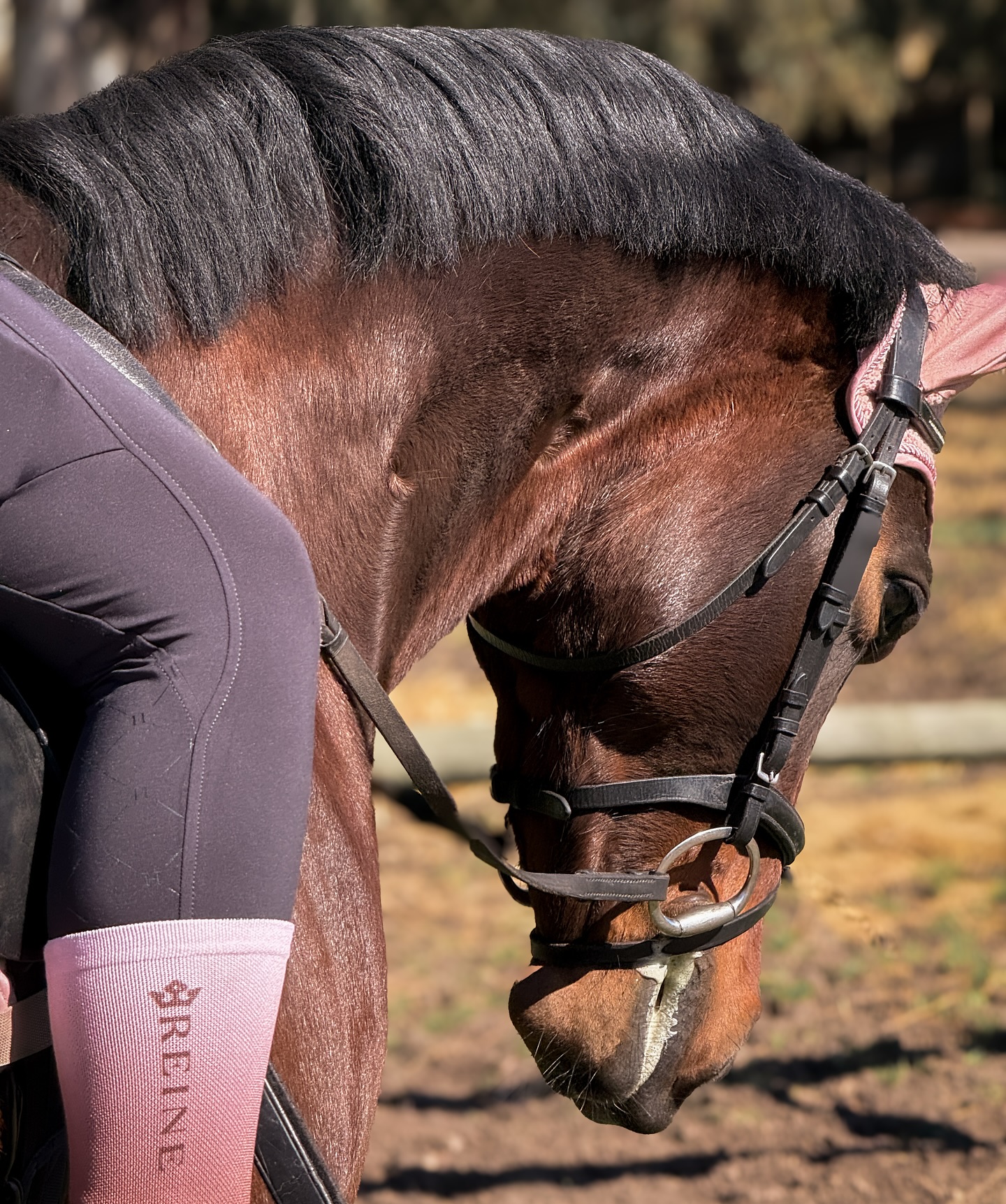 While we perfect the collection, think of these Stride Socks as a little teaser…
Bold. Luxe. Ridiculously comfy.
Grab your’s today ✨
#reineatelier #stridesocks #luxuryequestrian #equestrianstyle #equestrianfashion #ridinginstyle #boldelegance #luxurylifestyle #chicandcomfy #everydayluxe #elevatedstyle #effortlessluxury