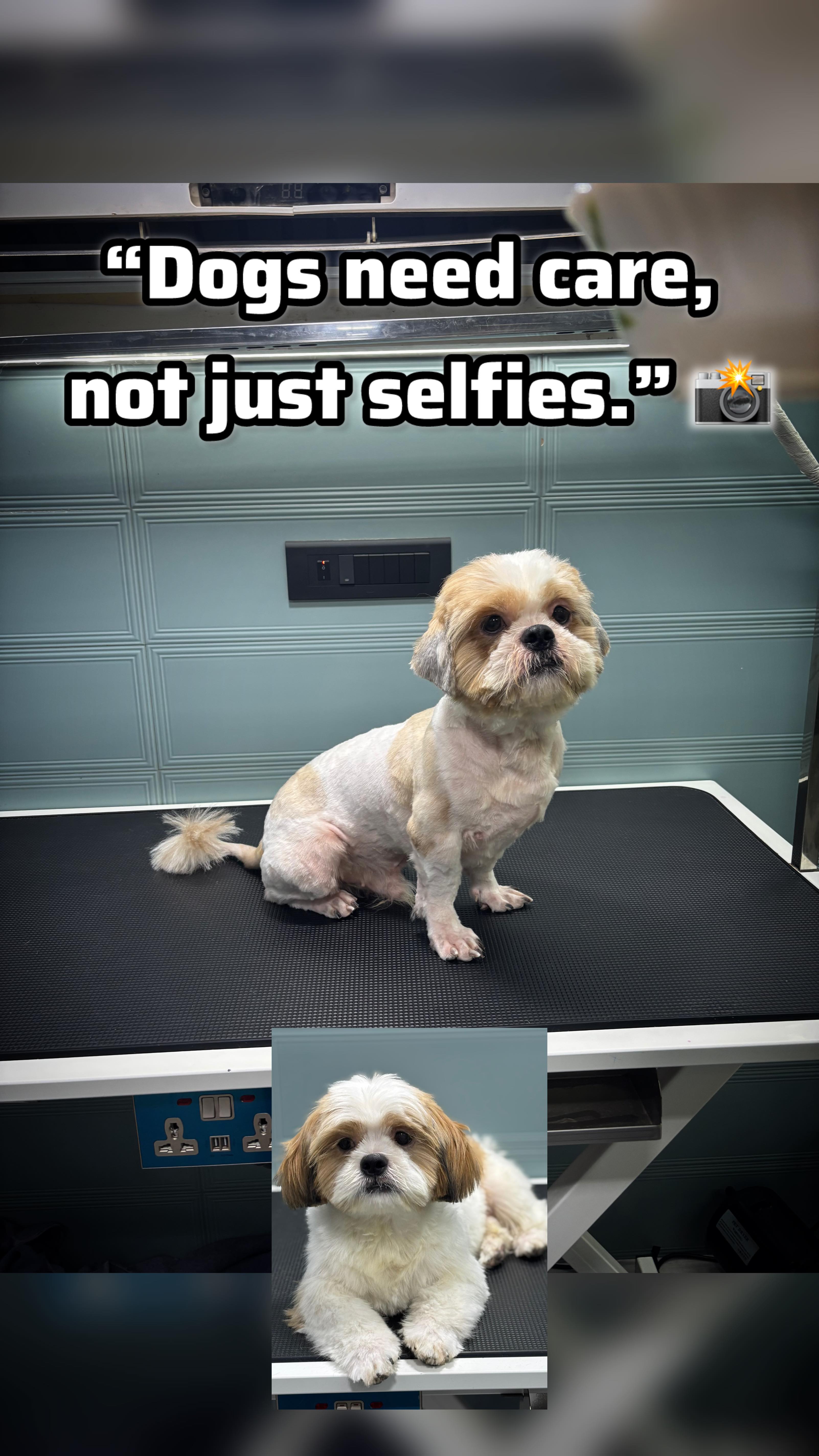 Grooming is so important for your fur babies but it starts with you at your home every day!🐾
#mumbaipetslovers #petstudio #trendingreels #mumbaipets #groomer #mumbaigrooming #groomerinmumbai #grooming #groom #doggroomerslife✂️✂️ #viral #viralvideo #doggroomer #dogtrainer #dogportrait #shihtzulover
(Doggroomer,grooming,matteddog,shihtzu,trending,viral)