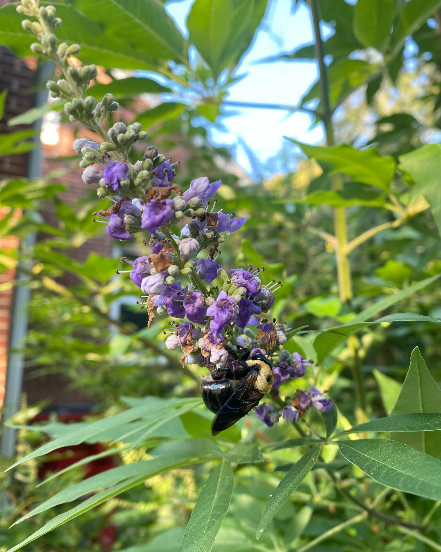 Don’t sleep in on Saturday. Join other citizen scientists and come out to count bees and other pollinators at McIntosh. We’ll park and meet near the Pollinator Garden at the lower bathhouse.