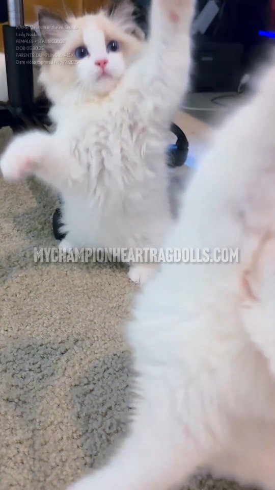 🚫No longer Available 🚫
After the Netflix series Sandman, I gave these girls their names. A little dark and sweet woven in these bundle of furry-joy. I hope you enjoy their dreamy names as I share more videos. Delirium of the endless and Lady Nuala have similar personalities and energy levels. If you had your eye on Delirium (for example) and she becomes reserved, Lady Nuala would be a very close match. What sets them apart is Lady Nuala's paint brush tails...white tail tip. Both are a great balance for energy, calm, and curiosity.
Follow to keep track
I’m a small Ragdoll breeder in Southern California.
If you’re interested in a kitten, email my required screening Questionnaire (only send one per family). Families pick in the order they joined waitlist, and my waitlist is only for the litter itself, never for future kittens - so it’s never a long wait. Once kittens are evaluated, those on the waitlist move to the next step, officially reserving a kitten. Kittens go one after healing from spay and neuter surgery.
📧 MyChampionHeartRagdolls@gmail.com
🌐 MyChampionHeartRagdolls.com
This is the ONLY website and email I have. Email is best point of contact however you can also text, not as reliable for my response. Might take a day or more to reply as I dont check my cat phone line often.
📲 (310) 733-0404
#mychampionheartragdolls #mychampionheart #ragdollbreederincalifornia #ticaragdollbreeder #cfaragdollbreeder