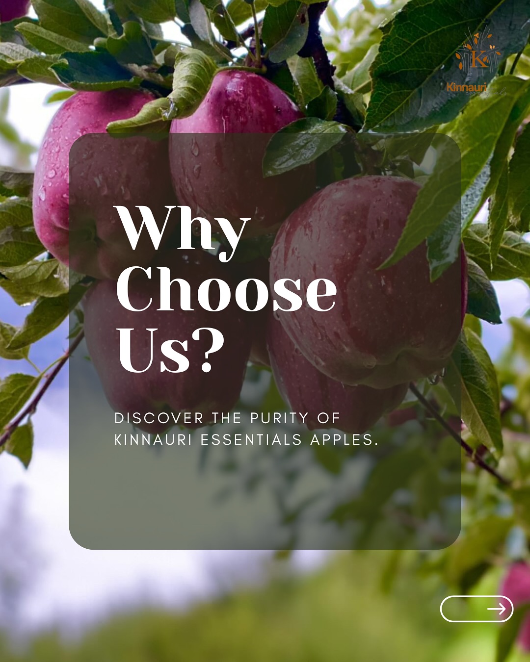 Now you can buy the best quality A grade apples from Himalayas in Kinnaur District where you can get direct access into our orchards, how the whole process is done you can see it from your apples being plucked, the grading and the packaging too.
Don’t waste your time standing on the streets to buy old freeze apples, when you can directly buy it from our farm located at the altitude of 9,800 ft in kinnaur valley.
The Black Royal Delicious Kinnauri Apples are an exceptional export quality, representing the pinnacle of high-altitude orchards, meticulously handpicked by Kinnauri Essentials.
These apples are distinguished by their vibrant hues, delightful sweetness, a testament to their abundant nutrients, and the distinctive environment in which they thrive.
Our Apples are fresh seasonal produce, .... ( chemical free ) that means you will get the same day harvest produce delivered at your doorstep direct from our farm. On the delivery day we will contact you with a video of your box getting packed at our farm. No machine is used in the whole process, all the harvest, packaging & grading is done with hands consciously so the intent of-promised authenticity is delivered.
We don’t compromise with quality.
Eat fresh, Stay Healthy
DM to book
#apples #kinnaurvalley #hills #redapple #royaldelicious #directfromfarm #applefarming #applefarm #onlineapplestore #juicy #crunchy #kinnauriapple #conscious #choices #applesfresh #appleseason #farming #apple #healthylifestyle #wellness #homegrown #kinnaur #orchard #ecofriendly #bestquality