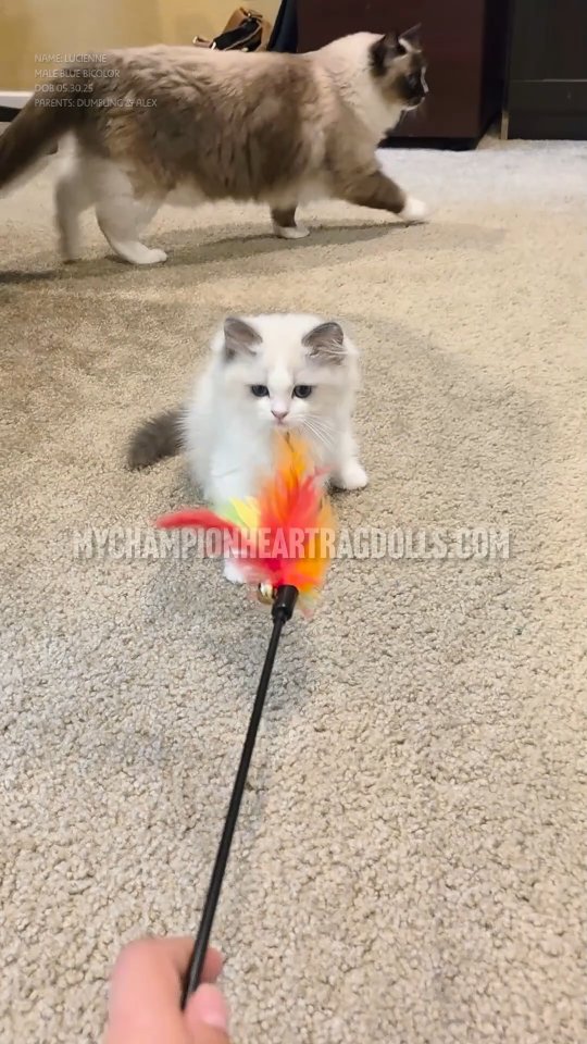 🚫No longer Available 🚫
This is the full video for Lucienne.
DOB: May 30, 2025
Male blue bicolor
Parents:
MyChampionHeart Dumpling
CH. Diamonddolls Alexander
For those inquiring, a screening questionnaire is required. Visit MyChampionHeartRagdolls.com.
Email complete questionnaire to MyChampionHeartRagdolls@gmail.com
#bluebicolorragdollkitten