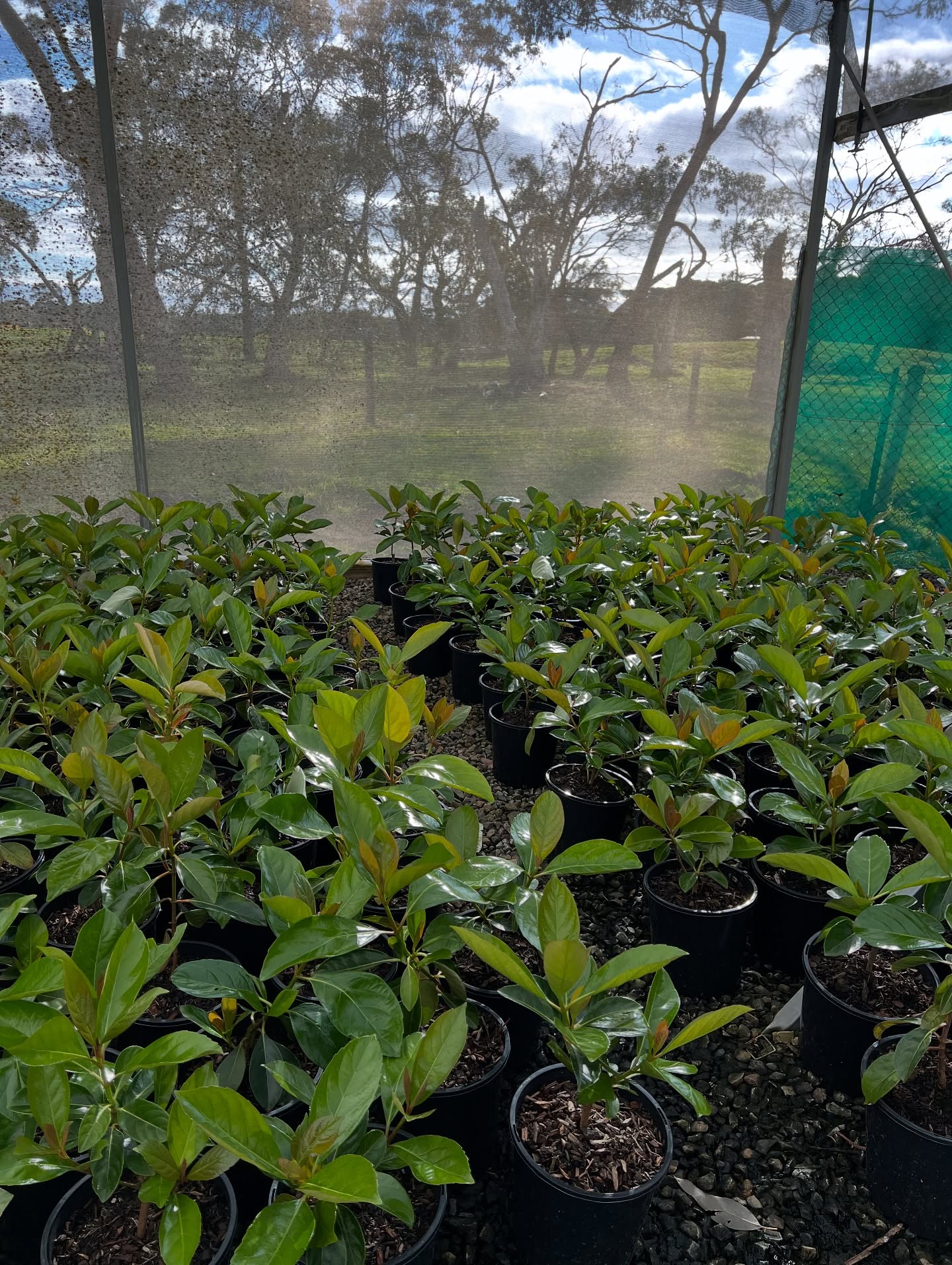 Can you believe spring is just a little over a week away?!! It’s such an exciting time at the nursery, everything just glows and pops and sparkles ✨🌱
Our Viburnum Emerald Lustres, Waterhousea Floribunda and Ficus Flash are all growing nicely and looking sensational.
Check out our current stock availability at the link in bio 🔗🌿
.
.
.
.
#wholesaleplantnursery #australianlandscaping #morningtonpeninsulabusiness