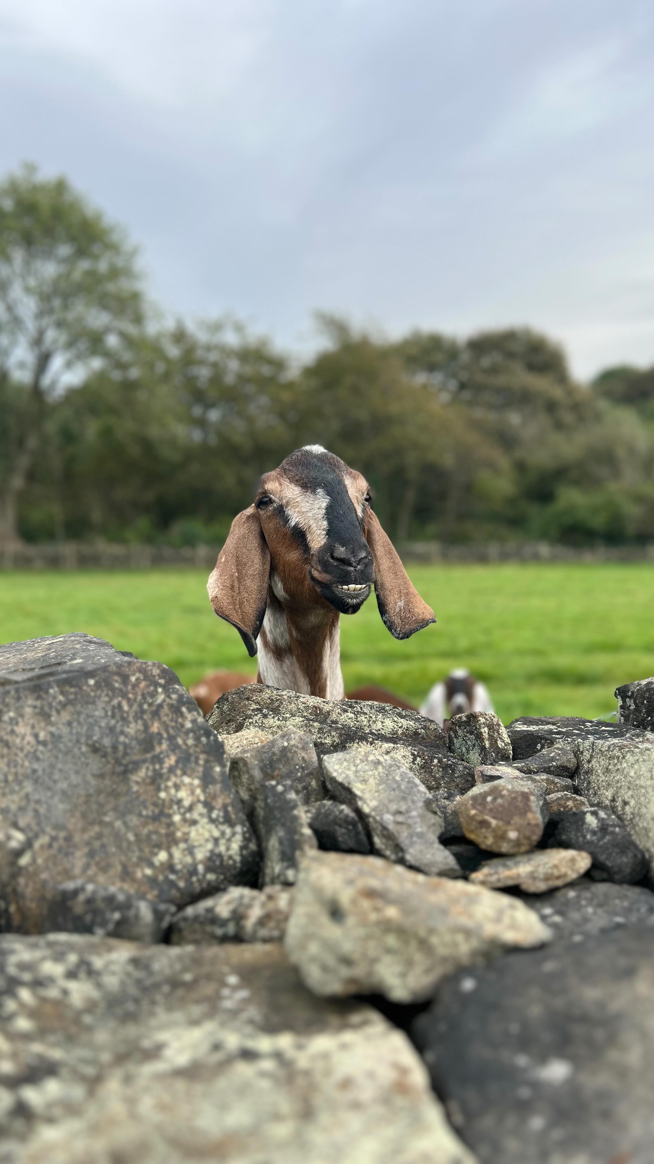 Does anyone else’s pets get FOMO?
We’re doing laps of the field to put Lainey to sleep and little Honora had to come for a walk too! 🥰
.
#SmallBusiness #FYP #YorkshireBusiness #MarshValleySoap #InEverything #LifeWithKids #FamilyRunBusiness #GoatsMilkSoap #CuteMoments #HandmadeSkincare #MadeInSheffield #MadeInYorkshire #SheffieldMums #BritishAlpine