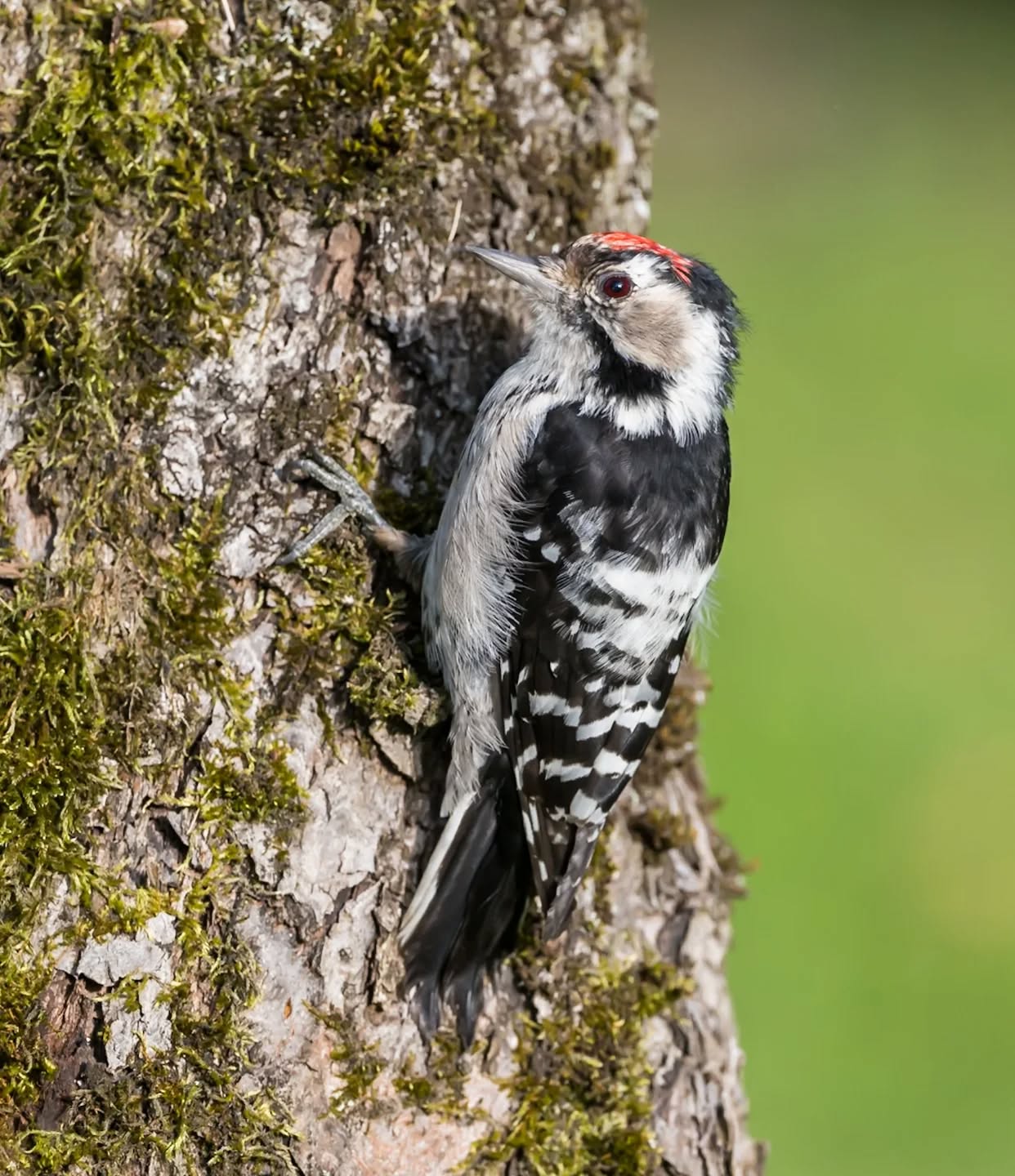 Lesser woodpecker in our garden.
#innature
#innaturephotos
#lesserwoodpecker
#mindrehackspett
#rarebirds
#woodpecker
#nicebirds
#birdobservation