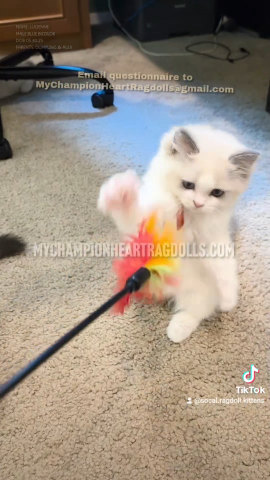 🚫No longer Available 🚫
Visit MyChampionHeartRagdolls.com fill out questionnaire, email to MyChampionHeartRagdolls@gmail.com
Kittens go home after they heal from spay/neuter surgery, approximately end of September.
#ticaragdollbreeder #cfaragdollbreeder #ragdollbreeder #布娃娃猫