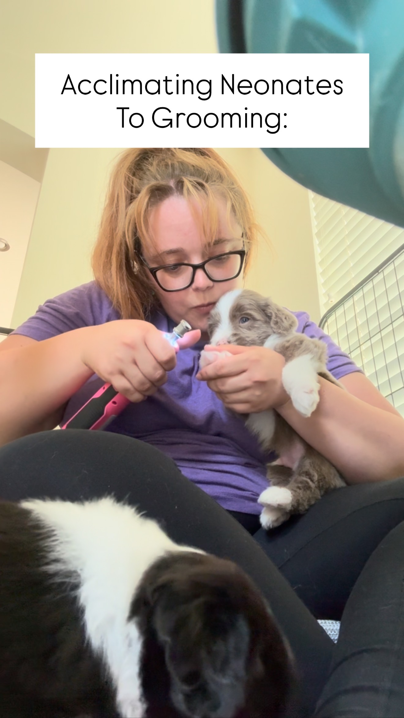 I love working with puppies!
Working with breeders and my own dogs at a young age makes such a difference for their show careers, grooming careers, and just making a good doggie citizen!!
Ask me more! 🫶
#puppylove #puppiesofinstagram #beardedcollies #preservationbreeders #akc #diamonddremel