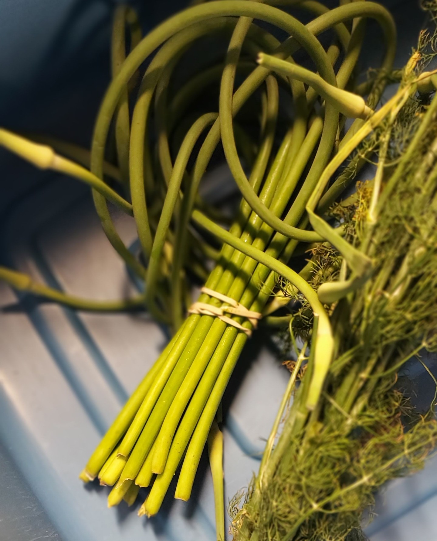 Ordering closes tonight!!â
â
These Garlic Scapes from @sevenacresfarmandferments are a great accent or side to many dishes đâ
â
Get yours this Wednesday by adding them to your cart before 7PM tonight!!â
â
â
#wolfvillefarmersmarket #wolfville #annapolisvalley #novascotia #farmersmarket #wfm2go #shoplocal #eatlocal #buylocal #supportlocal #freshproduce #community #letsdothis