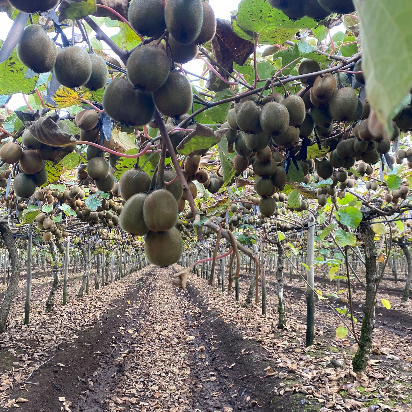 Parron de kiwis cargadito