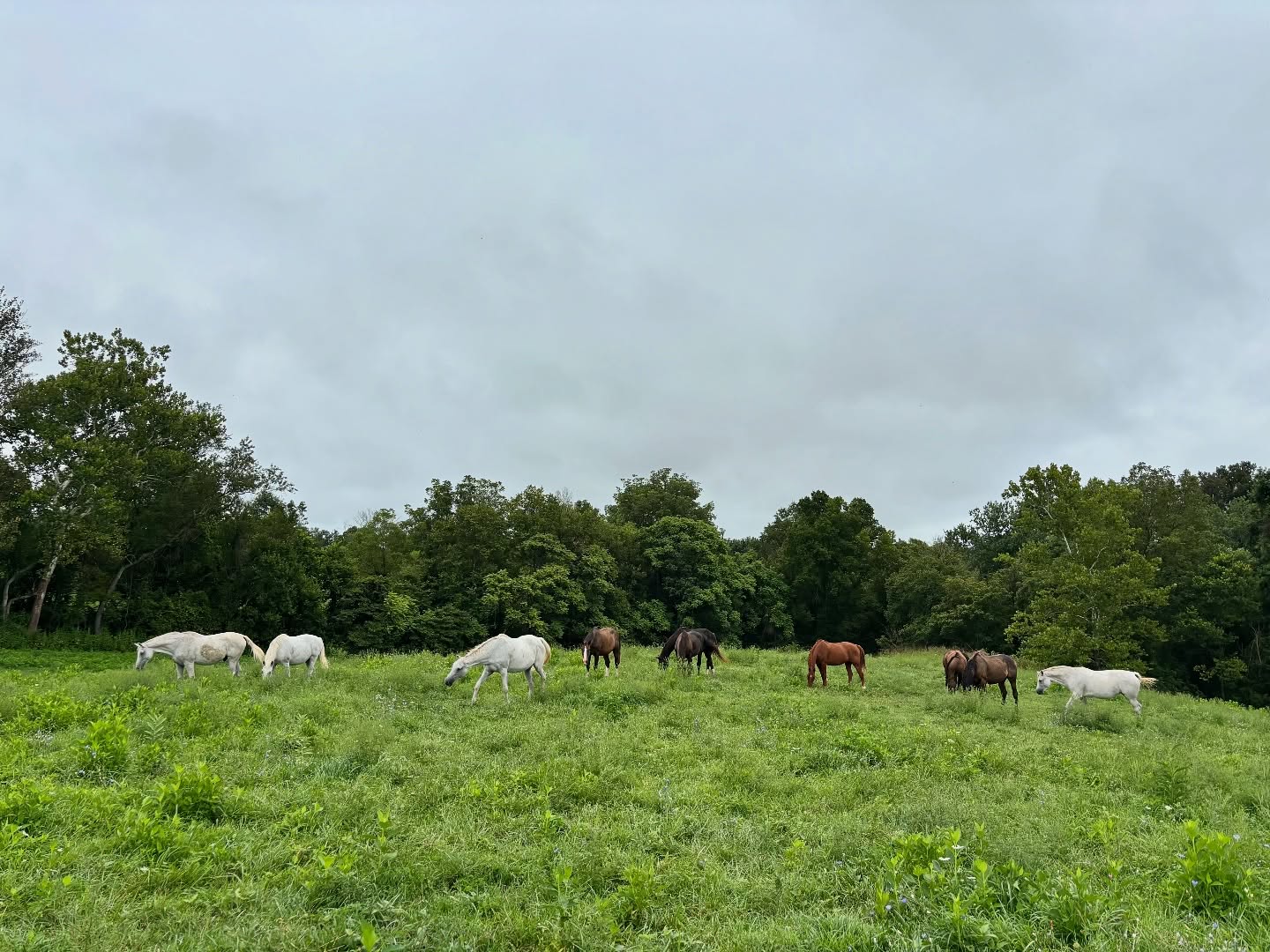 Overcast and rainy weather keeping temps a bit cooler than what we would usually expect for August. We arenโt complaining! ๐
#piedmonthorseretirement #horseretirement #horseretirementfarm #livingthegoodlife #livingtheretiredlife #retiredhorsesofinstagram #retiredhorses #horsesofinstagram #horses #horselife #horsecountry #huntcountry #ponies #retiredponies #retiredponiesofinstagram #thoroughbred #thoroughbredsofinstagram #retiredthoroughbred #retiredracehorses #retiredracehorsesofinstagram #landthatilove