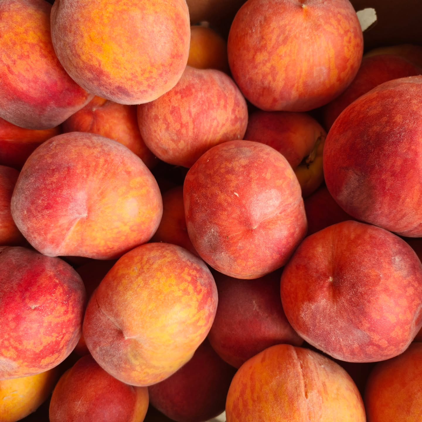 PICK YOUR OWN PEACHES!
TWO Additional OPPORTUNITIES! FRIDAY AUGUST 22 from 4-8 pm and Saturday August 23 from 10-2 pm at the Orchard - 587 South Ludlow Road, Urbana. $1.50 /pound and boxes are furnished. We accept cash, checks and cards.
Get them before they are gone!
Questions? Call 937-232-7525.