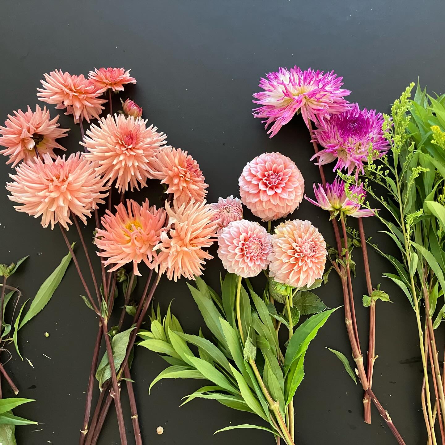 Vi DRUKNER i blomster 😅😍 kom og red os!
Jo mere vi plukker, jo flere blomster og jo længere ind i efteråret blomstrer de, så hjælp endelig til, det kan faktisk ikke gå galt ❤️
Jeg er ved gud ikke et naturtalent når det kommer til at lave buketter. Måske andre har det som jeg, derfor kommer her den ‘opskrift’ jeg altid bruger. Ofte med (synes jeg selv) et hæderligt resultat 😜
Jeg starter med at tage hvad jeg kan finde af gratis (sagde hun det? ja, det gør jeg) grønt. I grøftekanten, i haven, hos naboen, grene, ukrudt.. bare der er mange og det holder sig pænt i en vase. Prøv dig frem. Her er det gyldenlak. Den kan sagtens nappes helt ung og grøn, hvis man ikke er glad for det gule.
Derefter plukker jeg 5 store blomster - 3 andre blomster og 3 andre blomster… Her er det 3 forskellige slags Dahlia. 11 blomster i alt.
Og så - vupti - så ser det nogenlunde ud. Og DIY stoltheden breder sig 🌞 Bevares, det er ikke professionelt, der er dygtige mennesker der er både uddannet og har øvet sig i mange år, og jeg har mange jeg varmt vil anbefale når det skal være særligt og i cellofan, men lige den her oplevelse af at kunne lidt selv… den vil jeg også gerne dele 💕 Ud og pluk, I kan godt!
Vi ses i blomstermarken 😎🍺🌸🦋💚