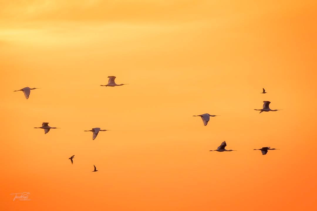 Vidåslusen
-
-
-
#seascape_lovers #micheltandrup #naturelovers #vadehavskysten #coastalsunset #snapp_august25 #oceanview #landscape_captures #tandrup_photography #wildnature #tv2vejret #nationalparkvadehavet #nordiclandscape #naturområder #sunsetdreams #total_denmark #danmarksnatur #dmiredaktion #nordicphotography #coastalflowers #fujifilmnordic