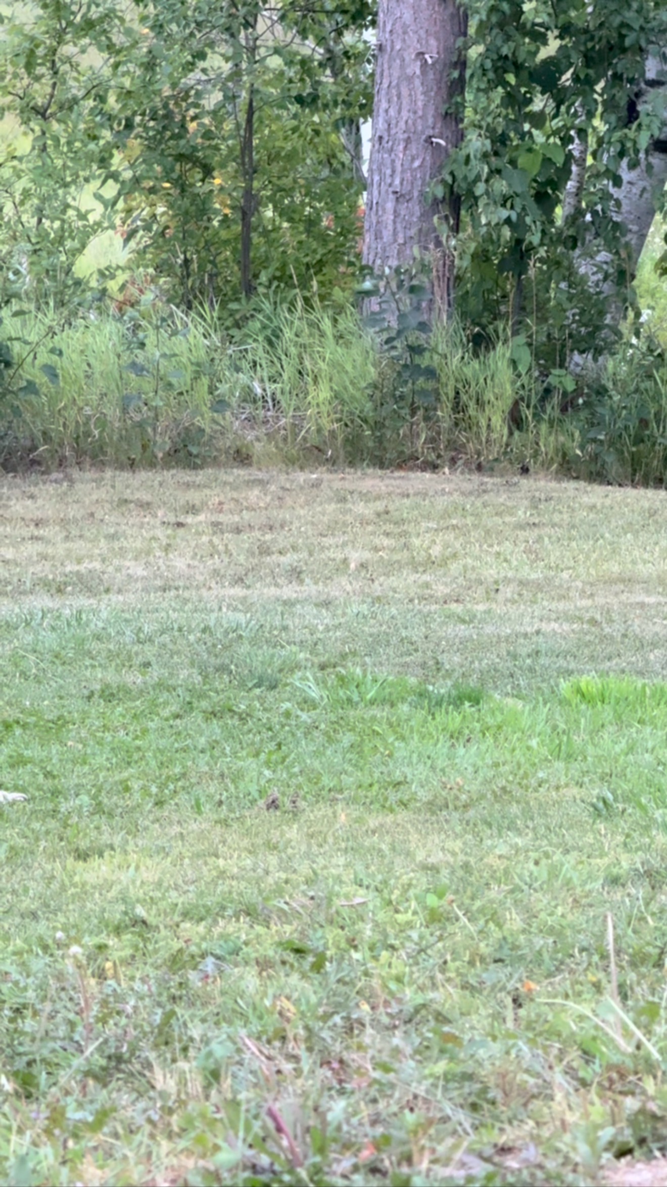 Flashy retrieves are fun to watch…
But they mean little without solid obedience behind them.
In the field, it’s not just about what your dog can do—
It’s about what they’ll do reliably when it matters.
Obedience is the glue.
It’s what keeps your hunt or trial from falling apart.
🎯 Want to build steadiness, focus, and trust in your spaniel?
We’ll show you how.
👉 www.spanieltraining.com
🔁 Save this post if you’re serious about the long game.