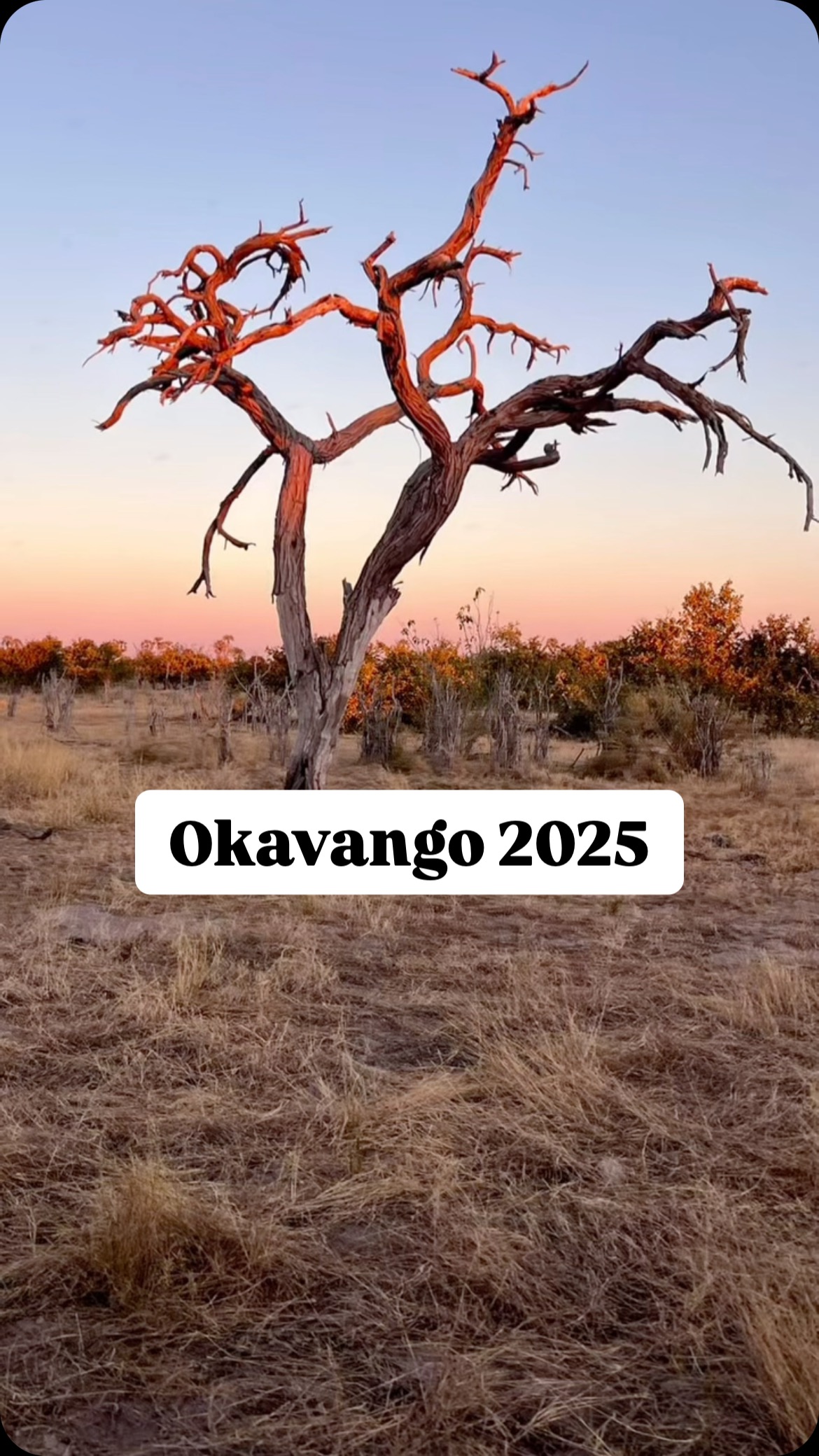 Finally, he got me into his world.
As you know, we were married…. twice. And now a honeymoon.
Yip, we are spreading it out.
I headed back from travels in Europe with authors and book tours. He came out of a series of men’s immersions in the wilderness. Finally, we did something together. Woooo hooo.
A wonderful week of bush (that’s what we call a safari here)early mornings, African sun, plants, birds, lions, elephants, hippos and nature. This is the land of Toyotas and Frisco.
There was no signal at all in the Moremi part of Botswana, but one night we got online thanks to Elon Musk’s Starlink. It was wonderful to be offline, and I felt the stress of the last few months melt away.
This is modern marriage right? You can choose the rules of your relationship, when and how it works.
(This is the second post as apparently I had hardcore techno on the last reel! #techchallenged
#sarahbullen #loveandabove #writeyoutbookin100days #writeyourstory
#