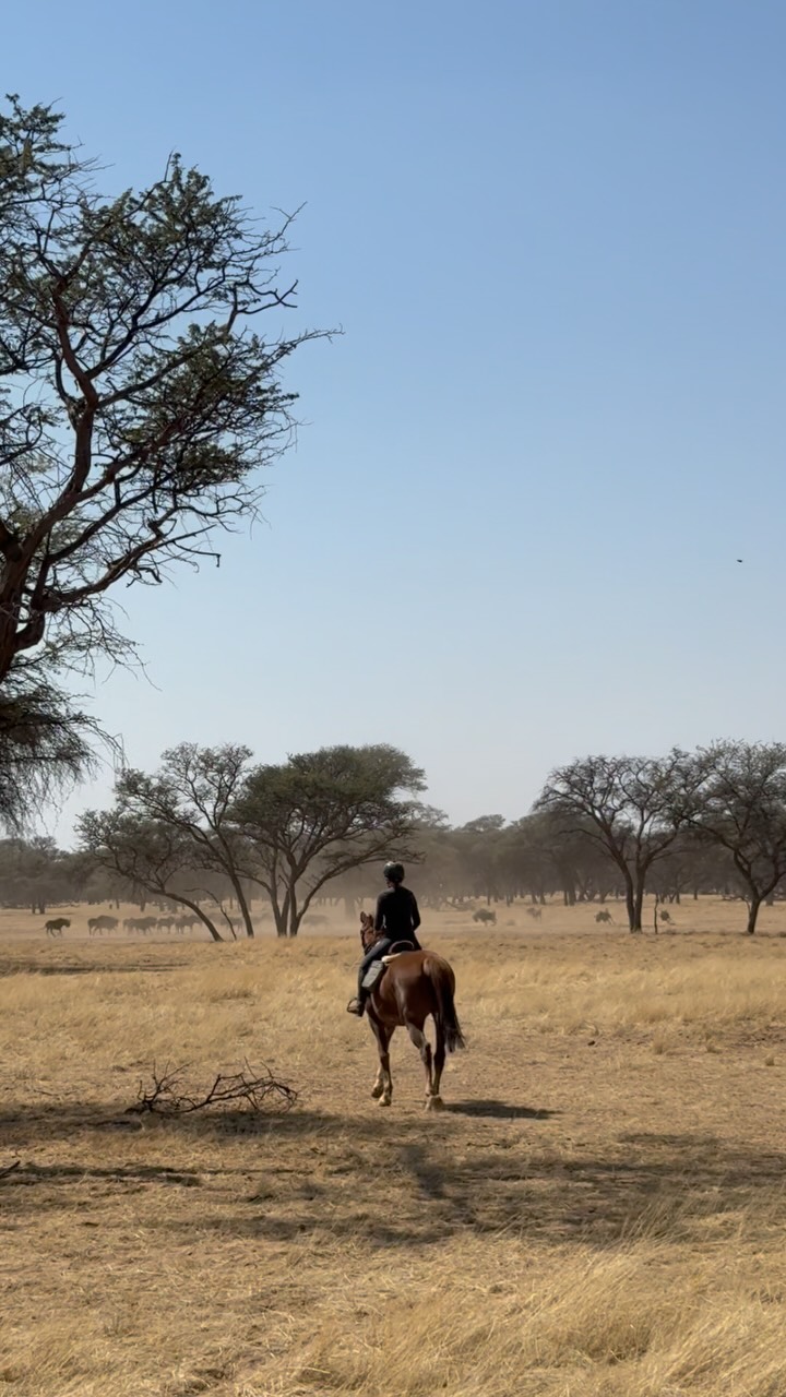Impressions from the last day for the participants of working holiday program ☺️
#workingholidayafrica #horsecation #namibianholidays #horsesafarinamibia #volounteerproject #horsesnamibia