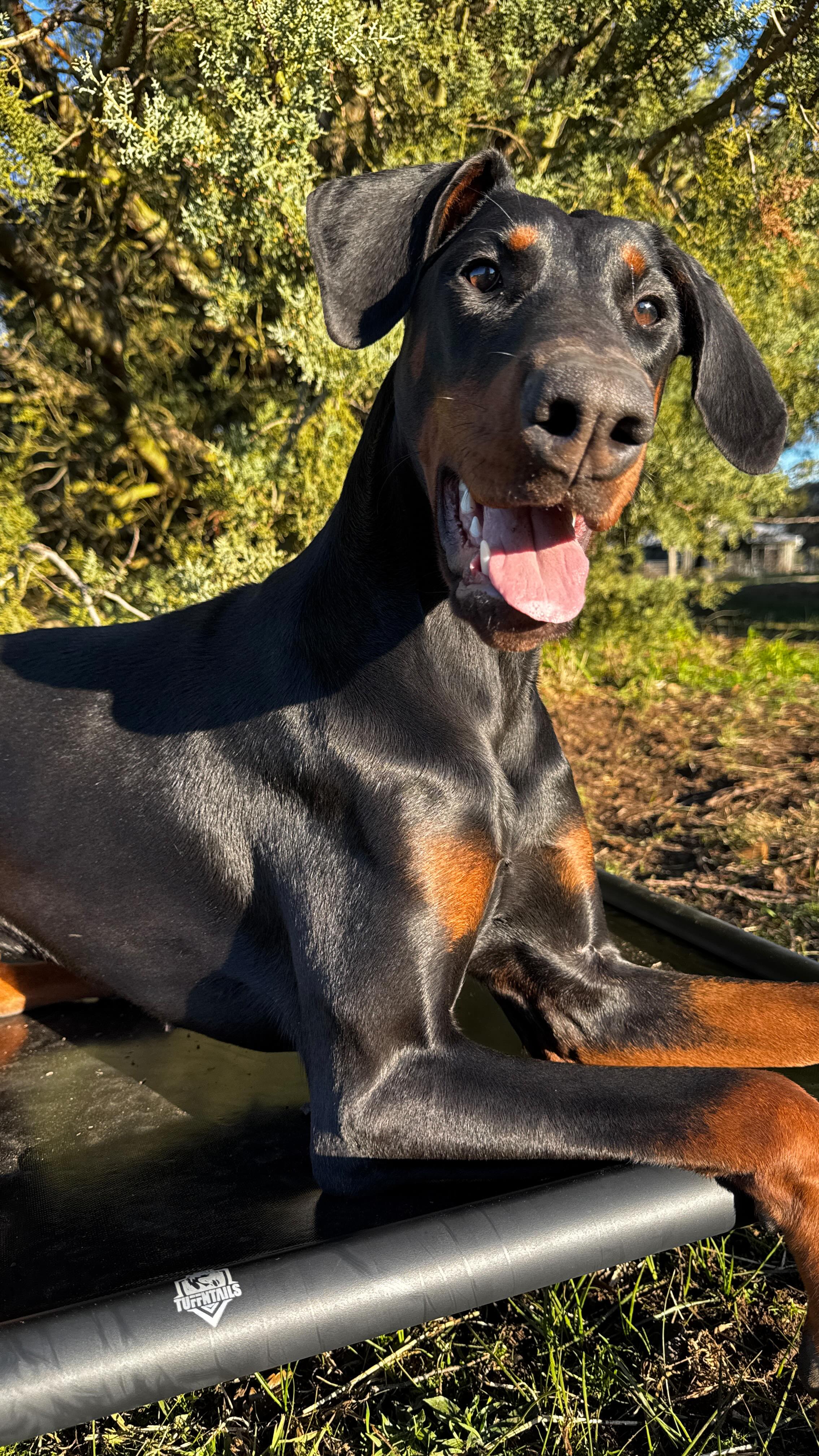 How good is it when you find something that really works ❤️
We have gone through countless ‘chew proof’ or ‘indestructible’ dogs beds and NOTHING has last longer than a couple hours with our Dobermanns 🤡
We feel so blessed to have found @tuffntails and as you can clearly see Viper is very happy with how in tact her bed is staying 🫶
#indestructible #indestructibledogbed #worthitsweightingold #tuffntails #dogproductreview #gooddoggear #forrerndobermanns #europeandobermann #happydobermann
