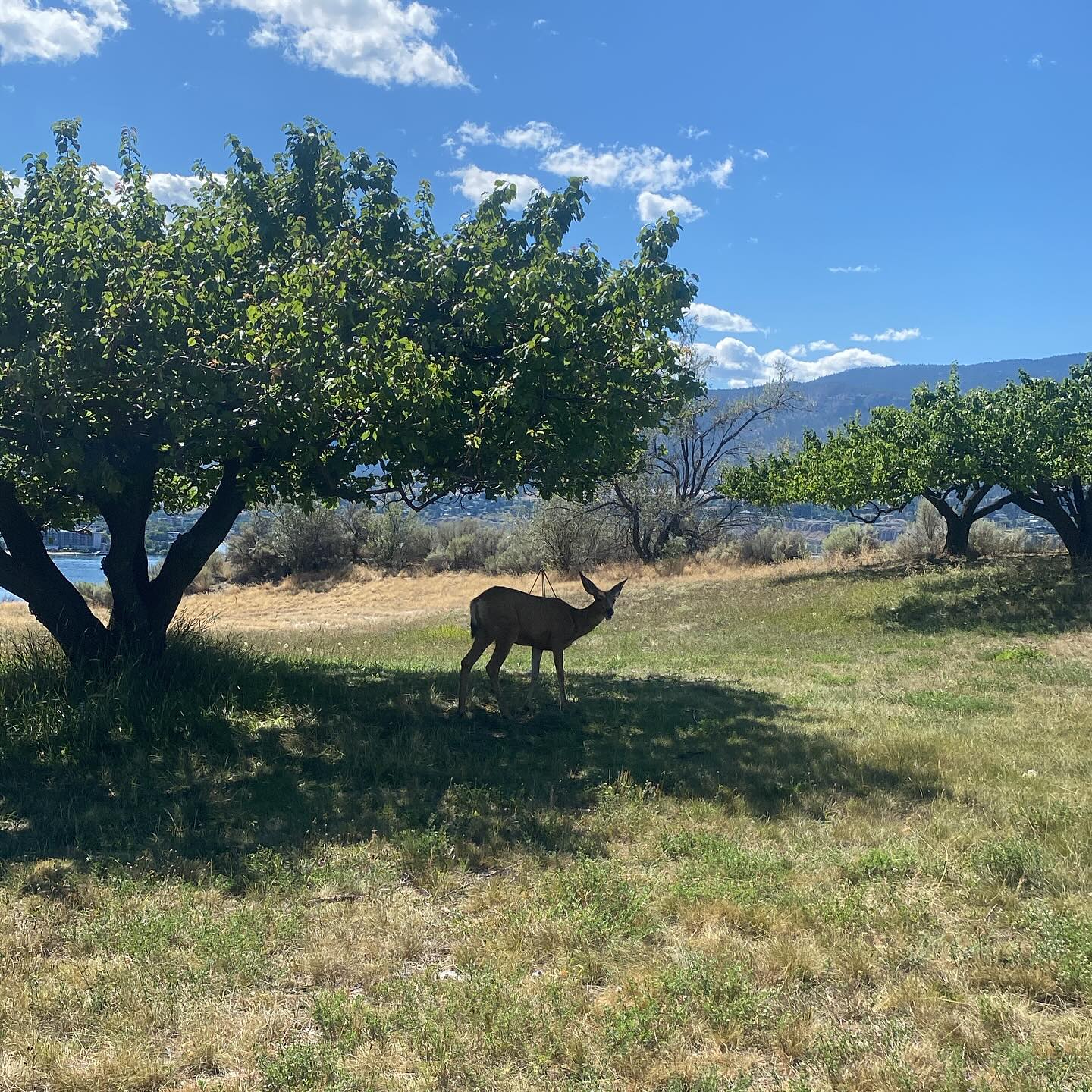 Mommas out w her little Fawn today ❤️