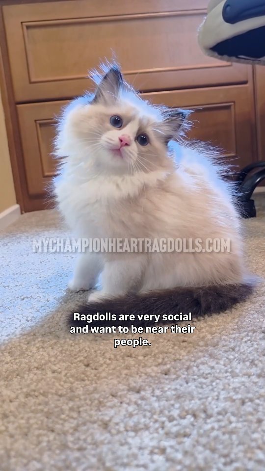 🚫No longer Available 🚫
This is Lyta Hall, a seal bicolor, meaning brown and white. She is a reserved personality type. The introvert of cats. The shy type of cats. The misunderstood of cata...let paused... acknowledge that people with these personality types are just as great people, worthy of love and attention..they are more sensitive to external stimulus but they are still human. Every Ragdoll has their own personality too, but just as much a ragdoll. Some are lap loungers, others like to curl up nearby, and some prefer to follow you from room to room. But no matter their style, all true Ragdolls share the same gentle, social nature...they love being with their people. They are "puppy like" in that sense. IF completely relaxed, like a gymnast, they become these flexible floppy ragdolls.
DOB: May 30, 2025
Female seal bicolor
Parents:
MyChampionHeart Dumpling
CH. Diamonddolls Alexander
For those inquiring, a screening questionnaire is required. Visit
🌐MyChampionHeartRagdolls.com
📧 Email complete questionnaire to MyChampionHeartRagdolls@gmail.com
#ticaregisteredragdolls #cfaregisteredragdolls #introvertcat #introvertkitten #introvertcatcommunity