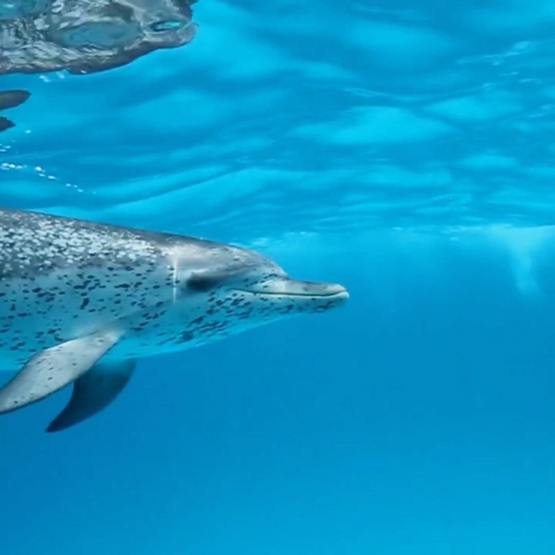 Dolphins for Breakfast
Who needs a morning commute when playful dolphins are your company? Step onto the deck, plate in hand, and watch the ocean come alive — Island Yachts mornings aren’t just beautiful, they’re unforgettable.
#IslandYachts #BahamasCharter #BreakfastAtSea #DolphinsAtDawn #LuxuryBahamas