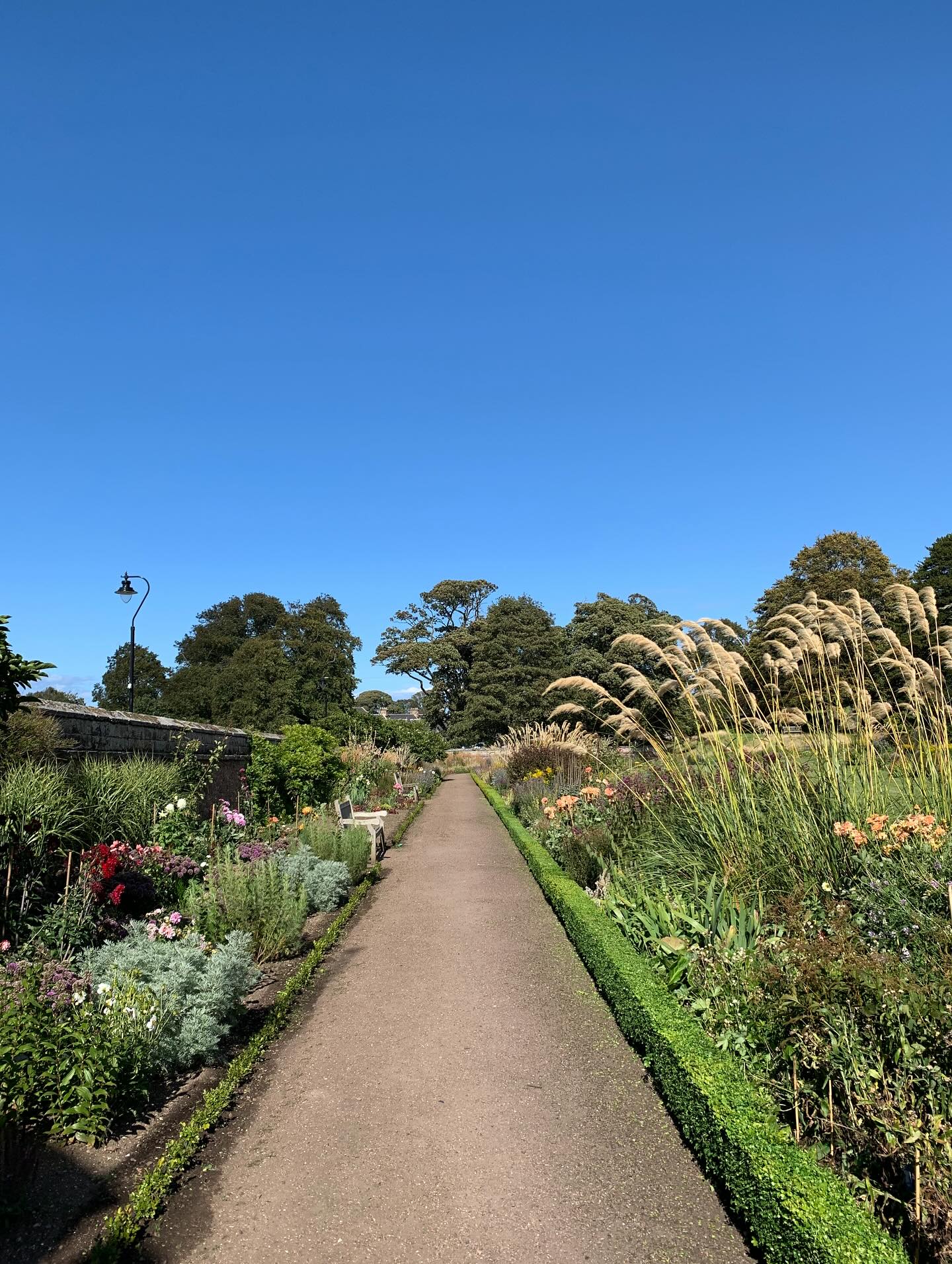 Dirleton Castle Gardens. We had a lovely visit recently to Dirleton Castle in East Lothian. The gardens there are charming and beautifully cared for. This is a picture of the herbaceous border, until recentiy the longest in the world and planted in the early 20th Century following the Arts & Crafts style that was in vogue at the time. Hugely worth a visit, with very friendly staff, and you get a 12th Century Castle thrown in for good measure. All for £4.50!
If you’re interested in finding out more about our recent visit to Dirleton Castle Gardens, you might like to check out our latest blogpost ‘Dirleton Castle - a late summer garden with an old-fashioned charm’. Visit us at www.thescottishcountrygarden.com
#gardenblog #garden #thescottishcountrygarden #scottishcountrygarden #gardenbloguk #scottishgardenblog #headgardenersblog #countrygardenblog
#gardenblogger #scottishgarden #scottishgardener #gardenjournal #scottishgardenjournal #gardendiary #gardenersdiary #gardeninscotland #historicenvironmentscotland #dirletoncastle #dirleton #eastlothian #artsandcraftsmovement #victoriangarden
#gardenwriter #ukgarden #gardensofScotland #gardensofgreatbritain