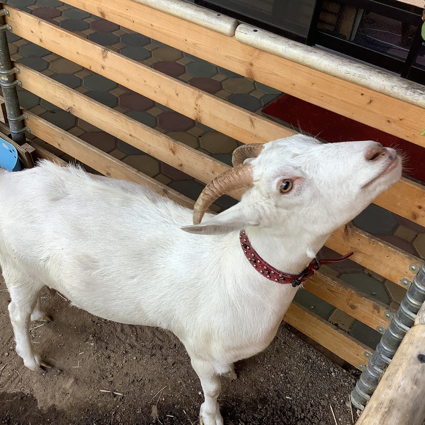 #施設の動物たち
#やぎ
#ひめちゃん
#保護猫
#ミント
#屋上のかめさん