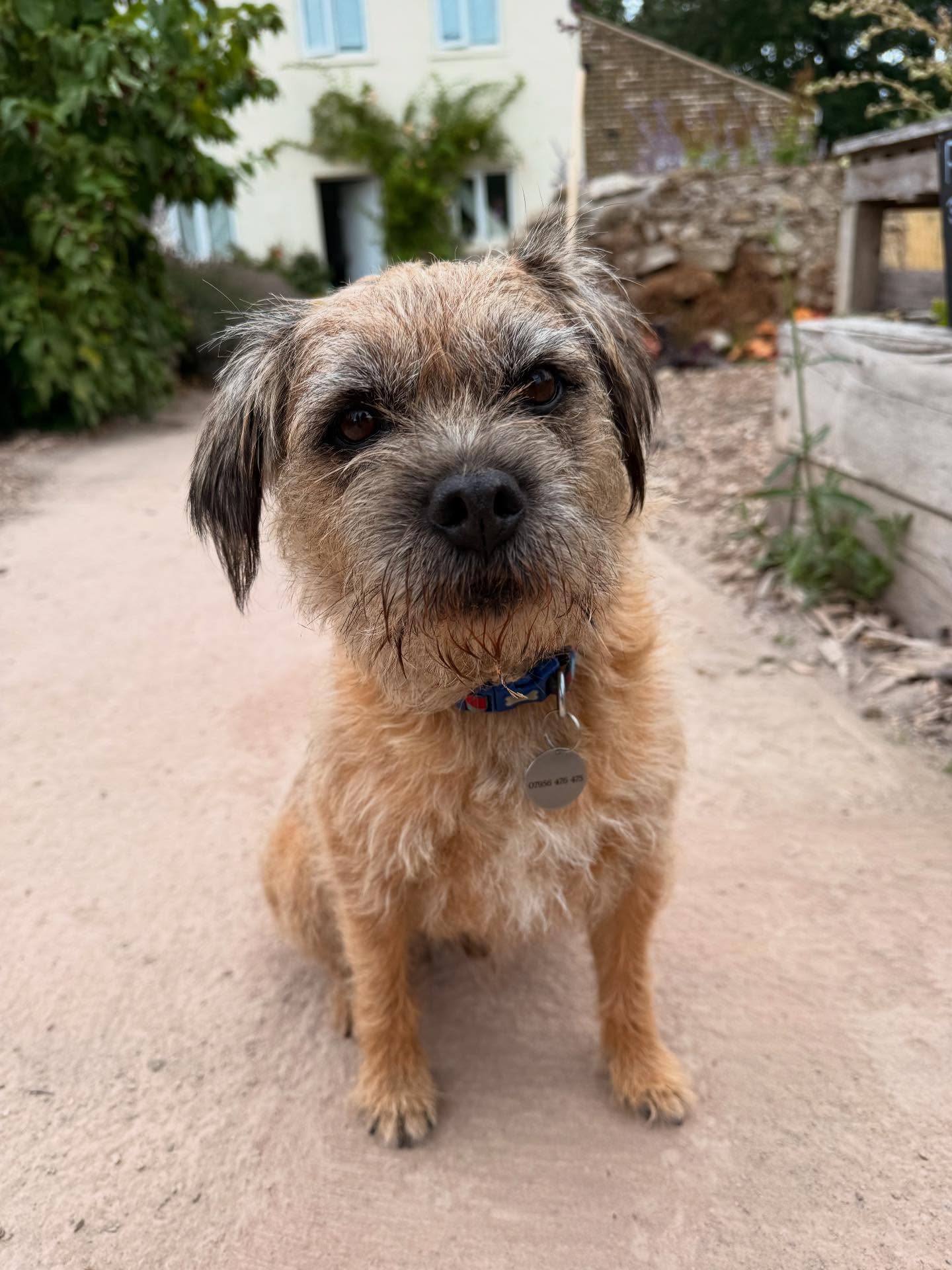 So many benefits to volunteering including hanging out with this adorable dude.
This Wednesdays open garden at Beckenham Park gardeners cottage was a fine day. Jobs this week included picking green beans and tomatoes to supply the local food bank @downhammutualaid, cloud pruning, weeding, seed saving and a regular tea and biscuit break time around the volunteers beautiful oak table. 🍀💚🫶🏼🐝 #lewisham #downham #bellingam #lewishamopengardens25. Interested in volunteering? Please message us or email volunteering @lewishamlocal .com #lewishamopengardenweek25