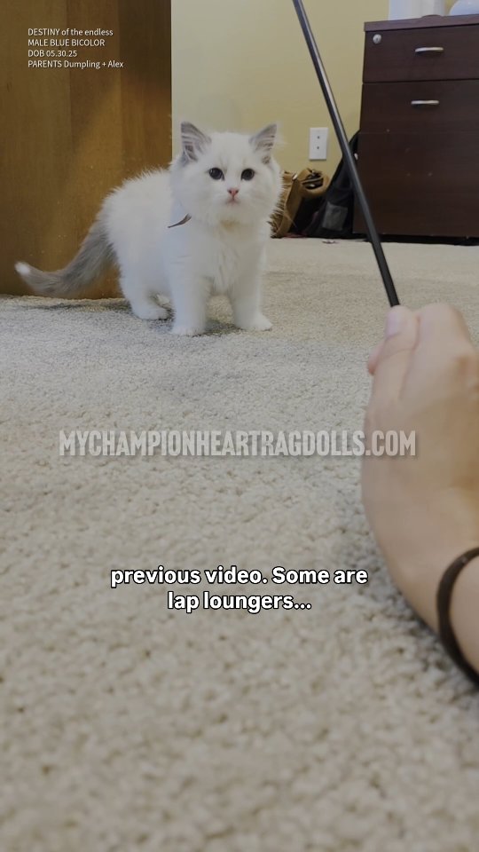 🚫No longer Available 🚫
This is Destiny of the endless. He, like his sister, has a paintbrush tail tip. White tip on his tail. He is an introvert personality but still very much a ragdoll. Ragdolls create bonds like a puppy follow you from room to room.
Born May 30th, 2025.
MALE
BLUE BICOLOR
Parents:
MyChampionHeart Dumpling’s & Diamond dolls Alexander
Litter currently taking deposit to join waitlist. 6 kittens in the litter. No more than 6 spots will be accepted. Some spots open.
⭐️Fill out questionnaire, email complete form to MyChampionHeartRagdolls@gmail.com
He is a very playful little guy. Rolls over if you start tickling him. He is very entertaining when played with...he is definitely going to include himself in families activities as he seems to be an adventurous kitty. Not exactly brave enough to jump off my bed, the last one to attempt a jump despite his curiosity. This could be a good thing...he might not be much of a counter top cat.
Born May 30th, 2025.
MALE
BLUE BICOLOR
Parents:
MyChampionHeart Dumpling’s & CH. Diamonddolls Alexander
For kitten inquiring:
⭐️Fill out questionnaire, email complete form to MyChampionHeartRagdolls@gmail.com
#introvertkitten #introvertkittenclub #introvertcatclub #ragdollcatsforintroverts #mychampionheartragdolls