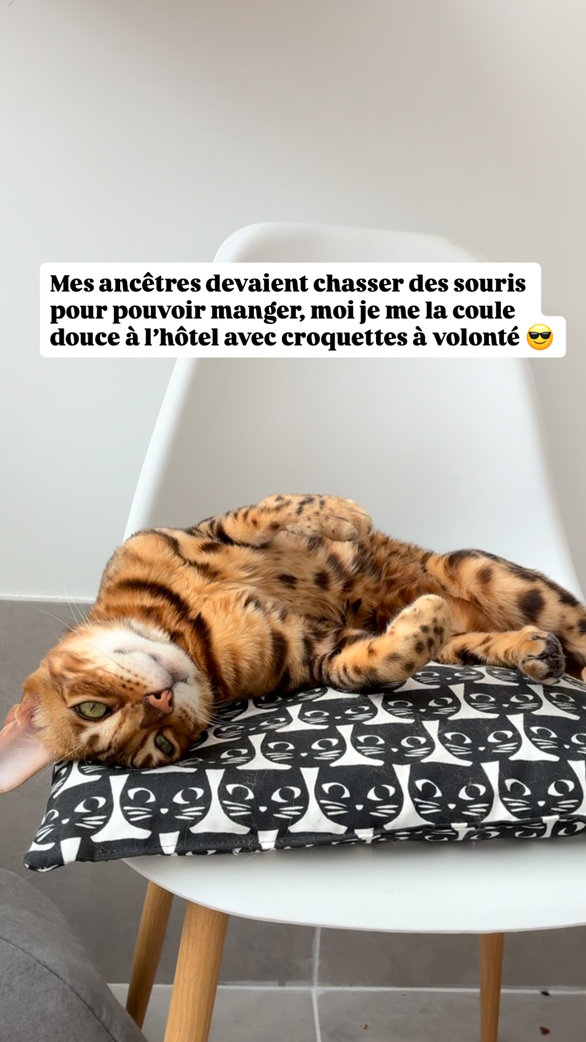 L’évolution a du bon et ce n’est pas Ramses qui dira le contraire : fini de fouiller les poubelles ou de courir après les souris.
Aujourd’hui, nos chats miaulent devant une gamelle “vide” (oui, quand on voit le fond, c’est vide 😱) et partent en vacances… à l’hôtel 😎🐾
#larecreduchat #aixenprovence #pensionpourchats #aixmaville #chat #hotelpourchat #hotelpourchats #letholonet #passionchat #cat #catlover #catofınstagram