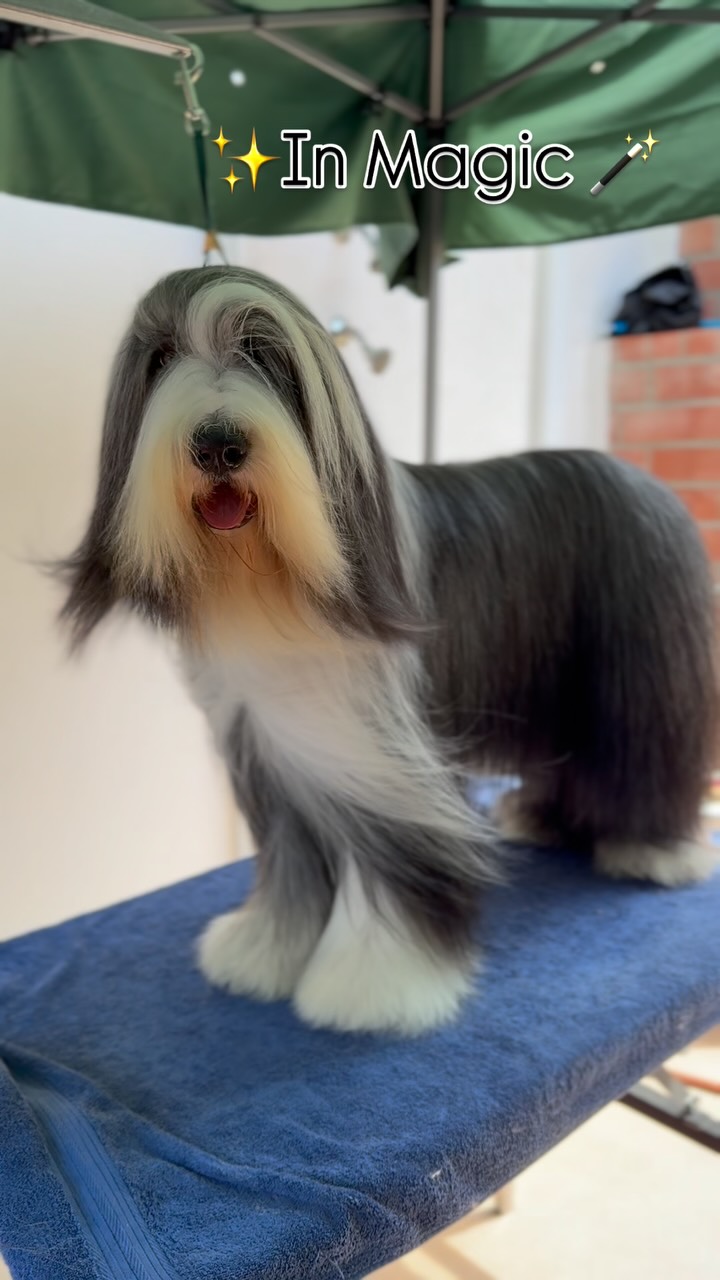 Not only does this breed have a magical temperament full of joy and exuberant happiness, the difference of their look when they are wet vs. dry is magical!! 🧙 🪄🦄
@artero.petcare.us Exo made this transformation happen in record time, LESS THAN AN HOUR! Best of all, my shoulder isn’t about to fall off from doing the bad habit of dryer tucking. ⚠️
#beardedcollie #akc #artero #handsfreedryer #magic #cutedog #wizardry #colliesofinsta #fearfree #doggroomers #passion